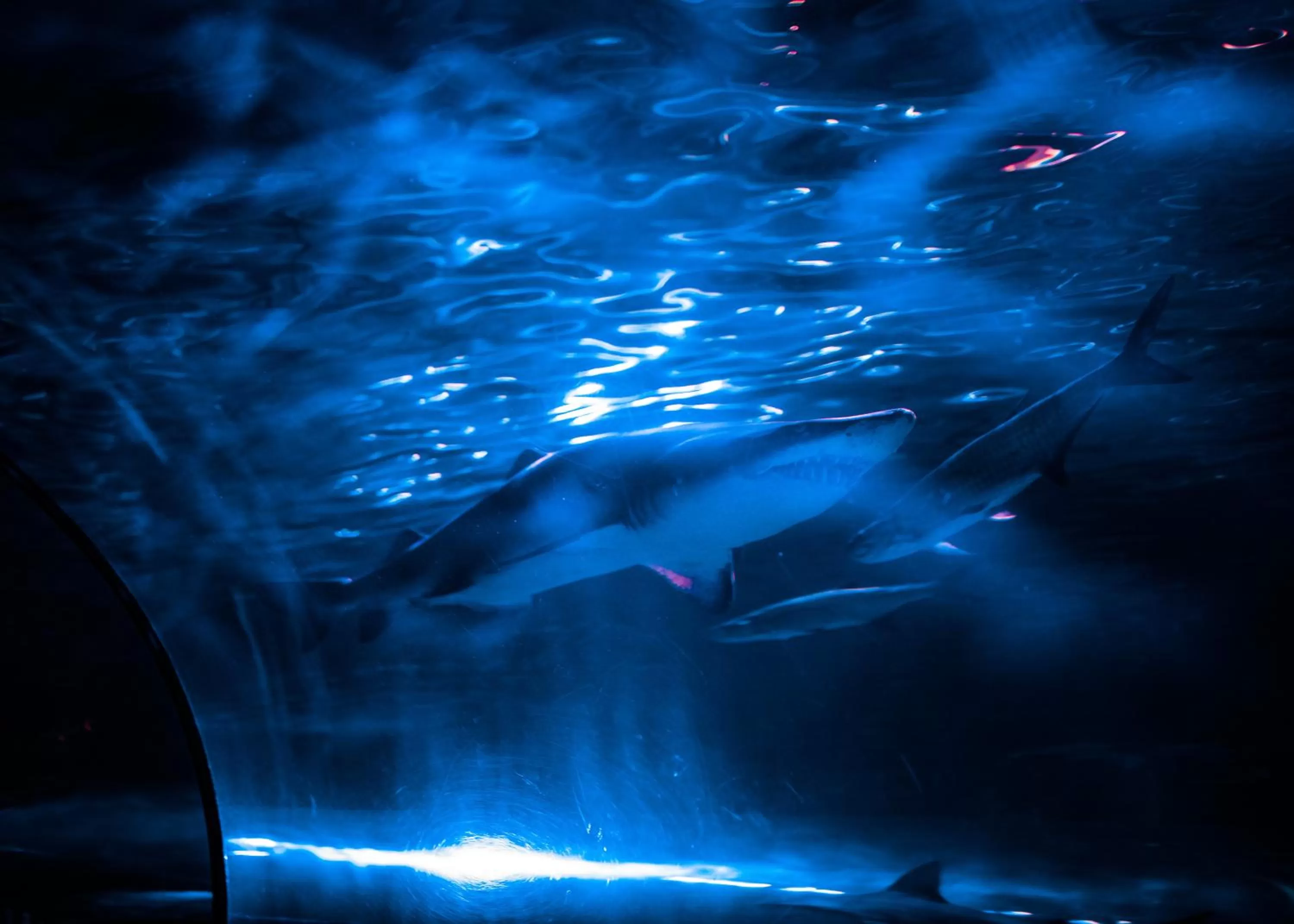 Natural landscape in Sandcastle Oceanfront Resort South Beach