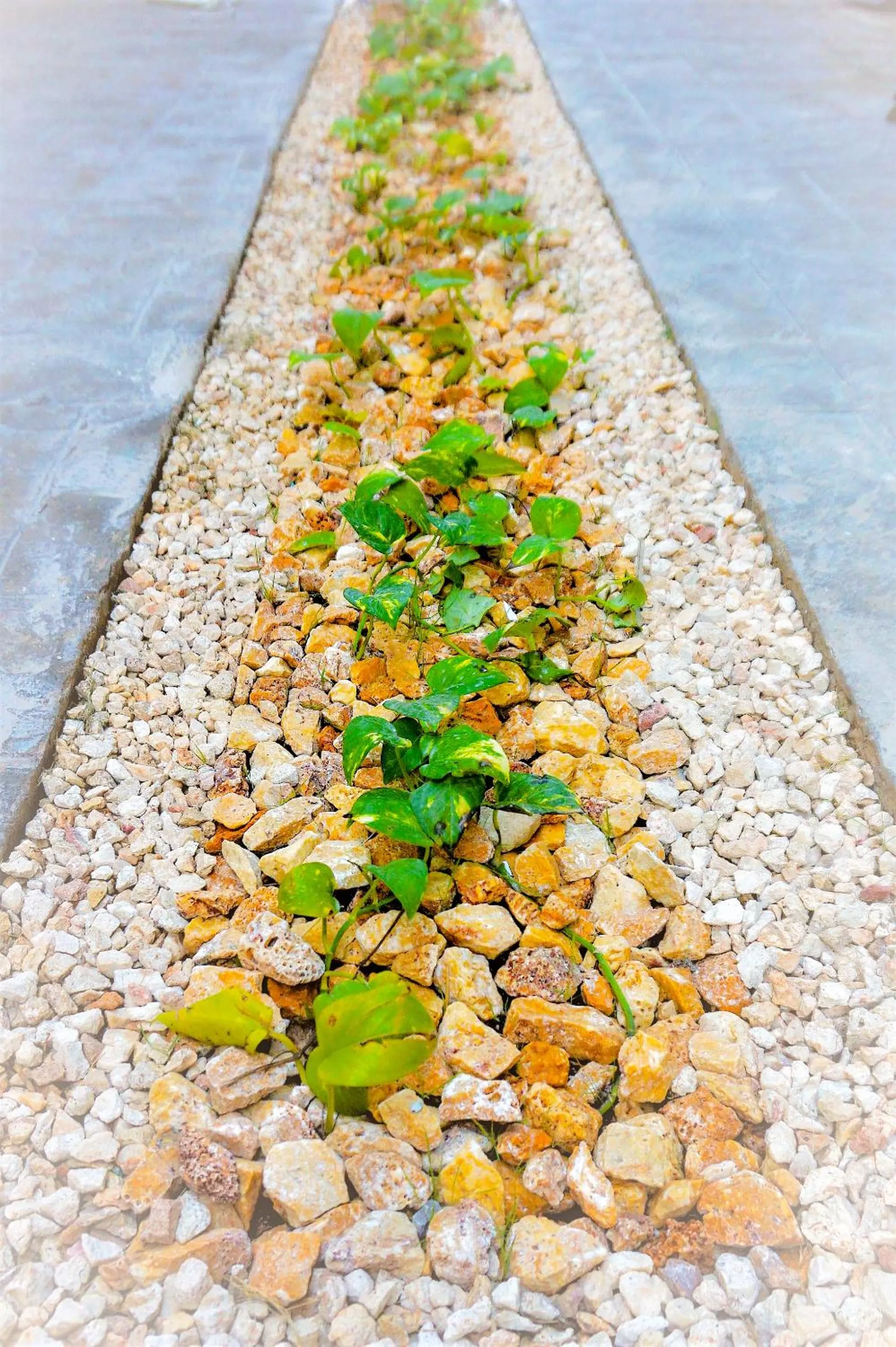 Garden in Les Suites Calle 2 by Galian