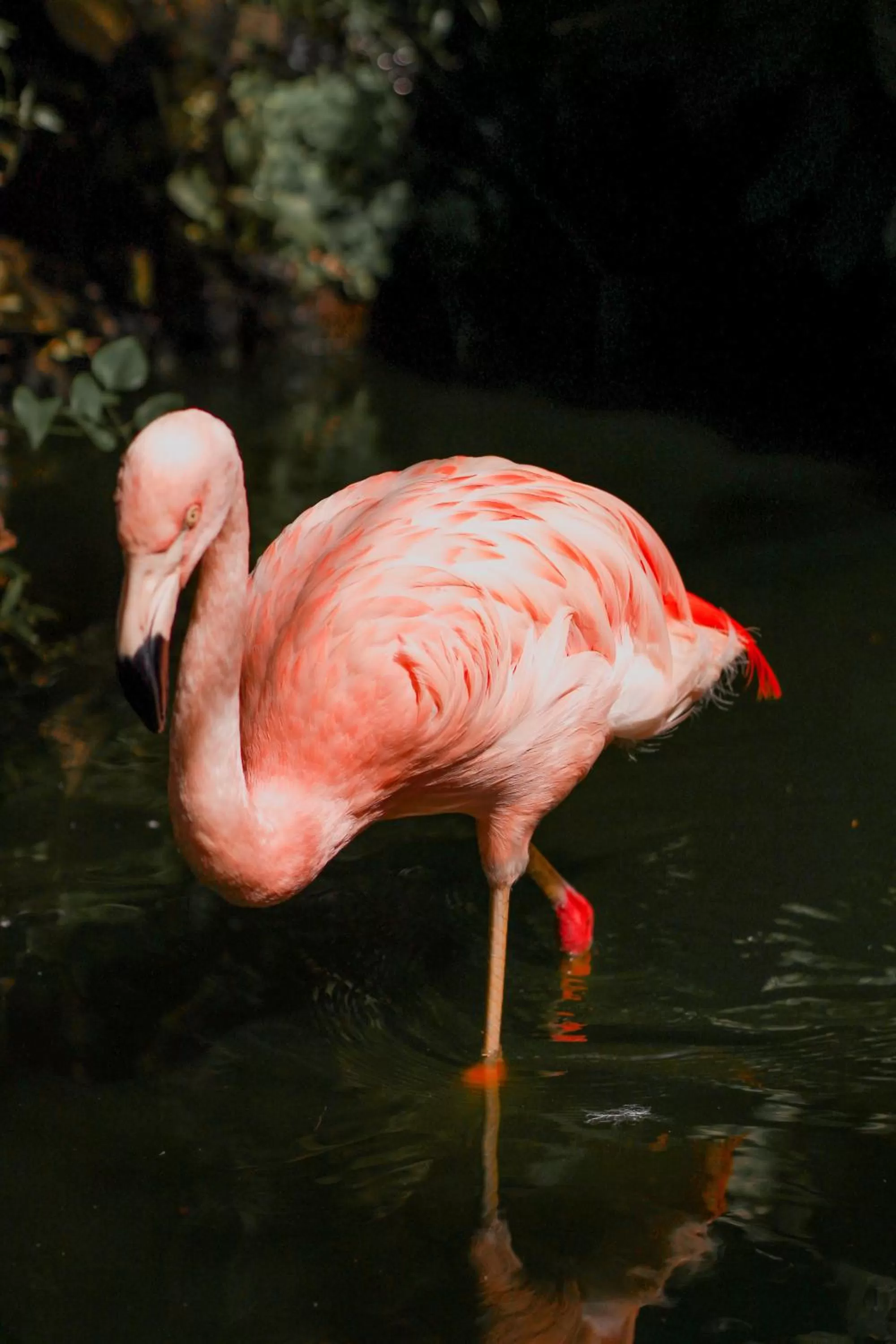 Other Animals in Pousada Sol e Mar