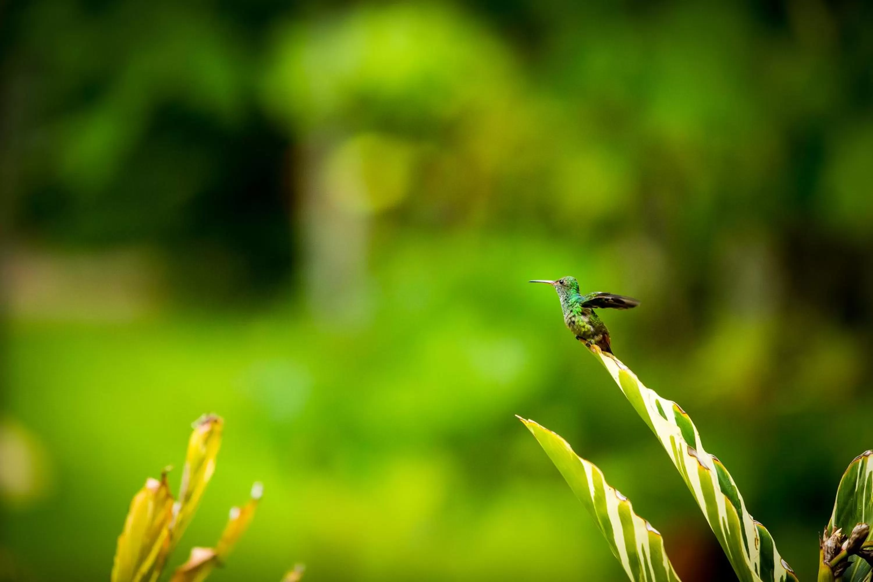 Animals in The Lodge at ChaaCreek
