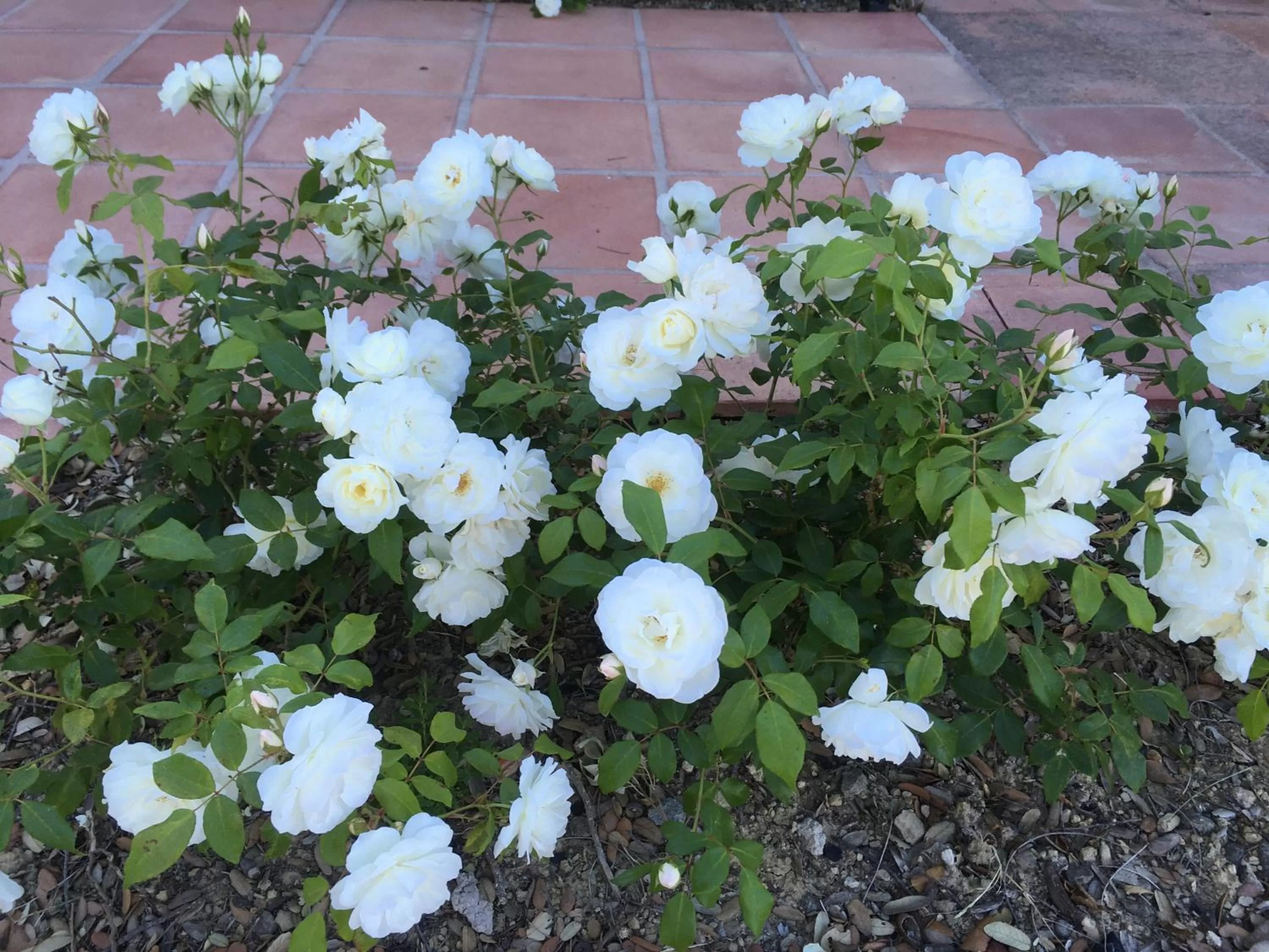 Garden in Casa Laibon