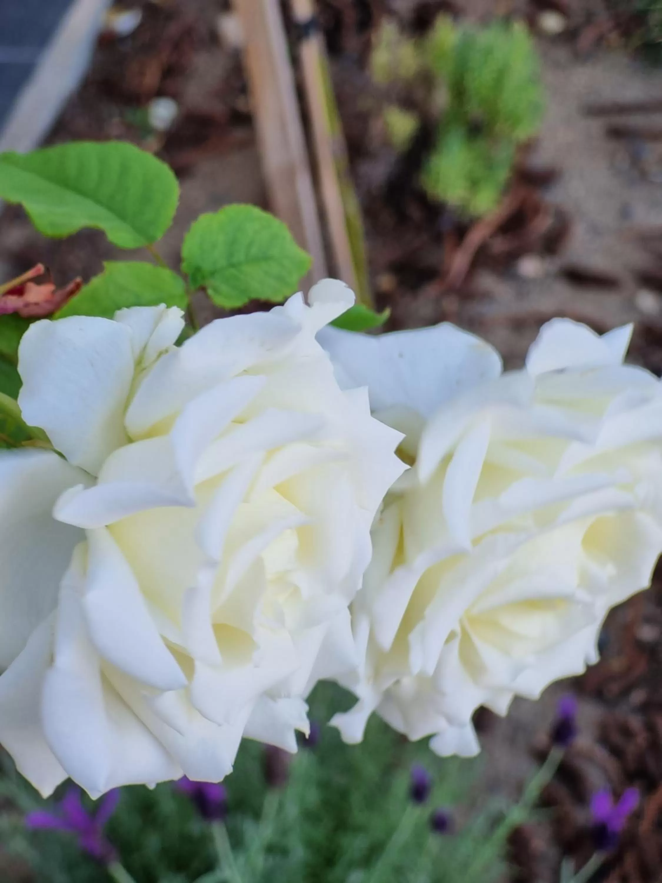 Garden in Hampton on Washington - FREE Wifi and Netflix