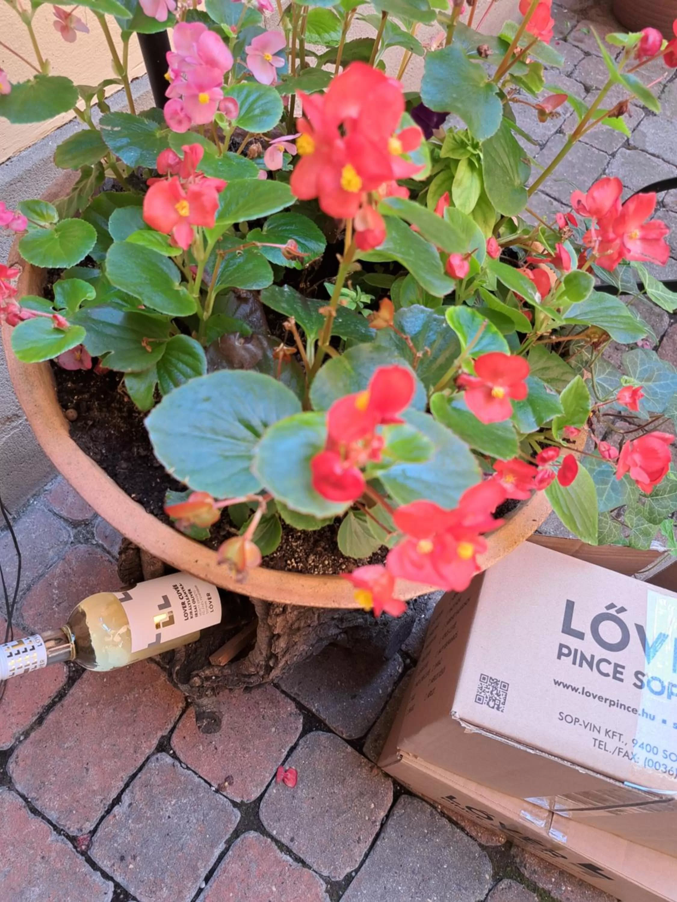 Garden in Hotel Wollner