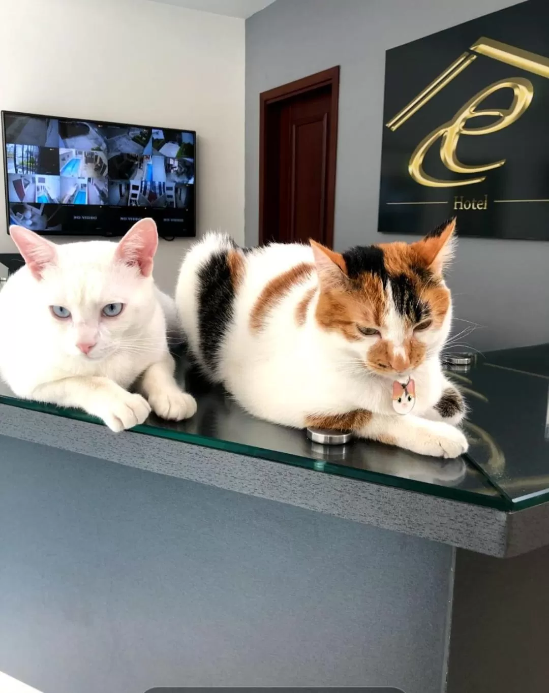 Pets in Casa Esmeralda