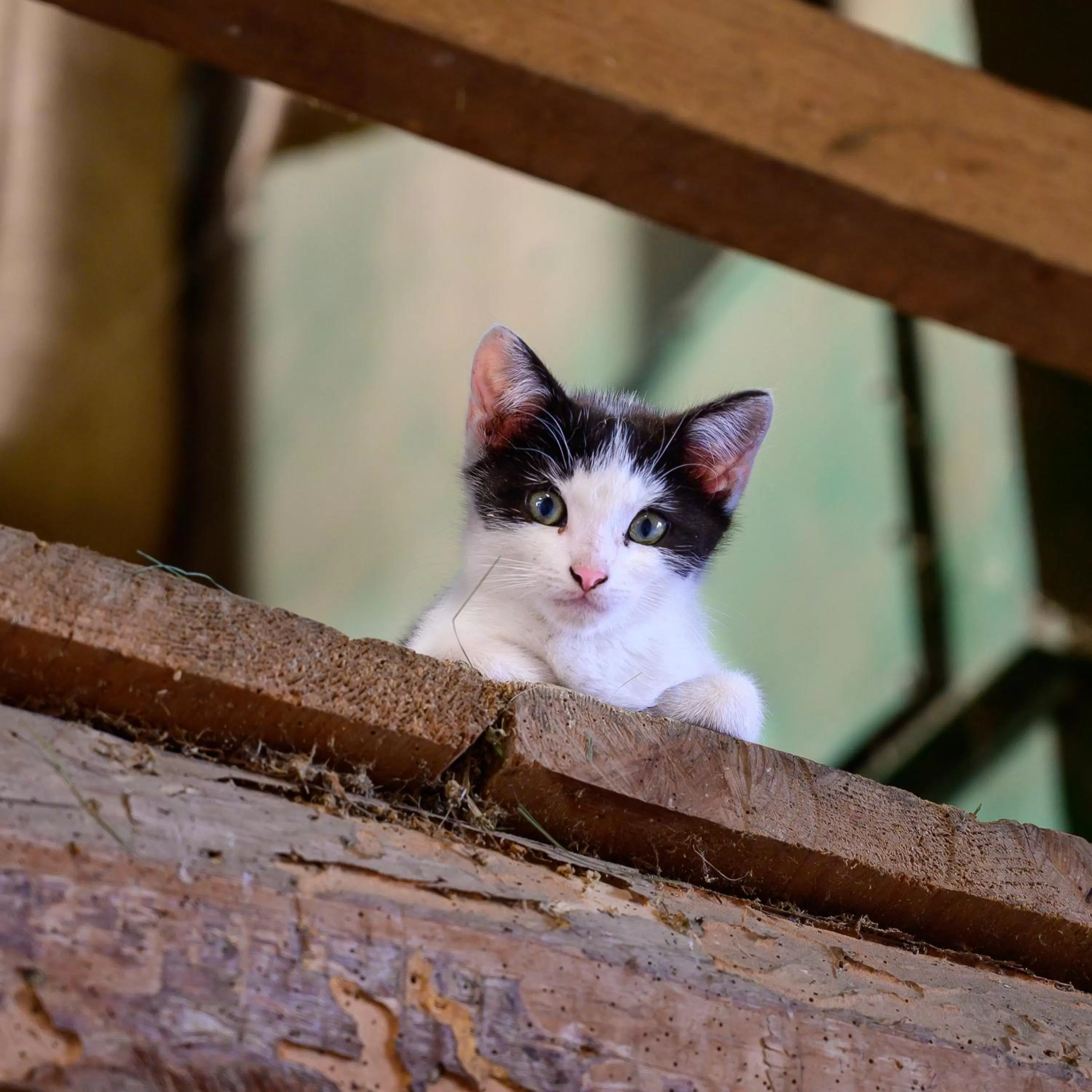 Animals in B&B Hof Grosschreie