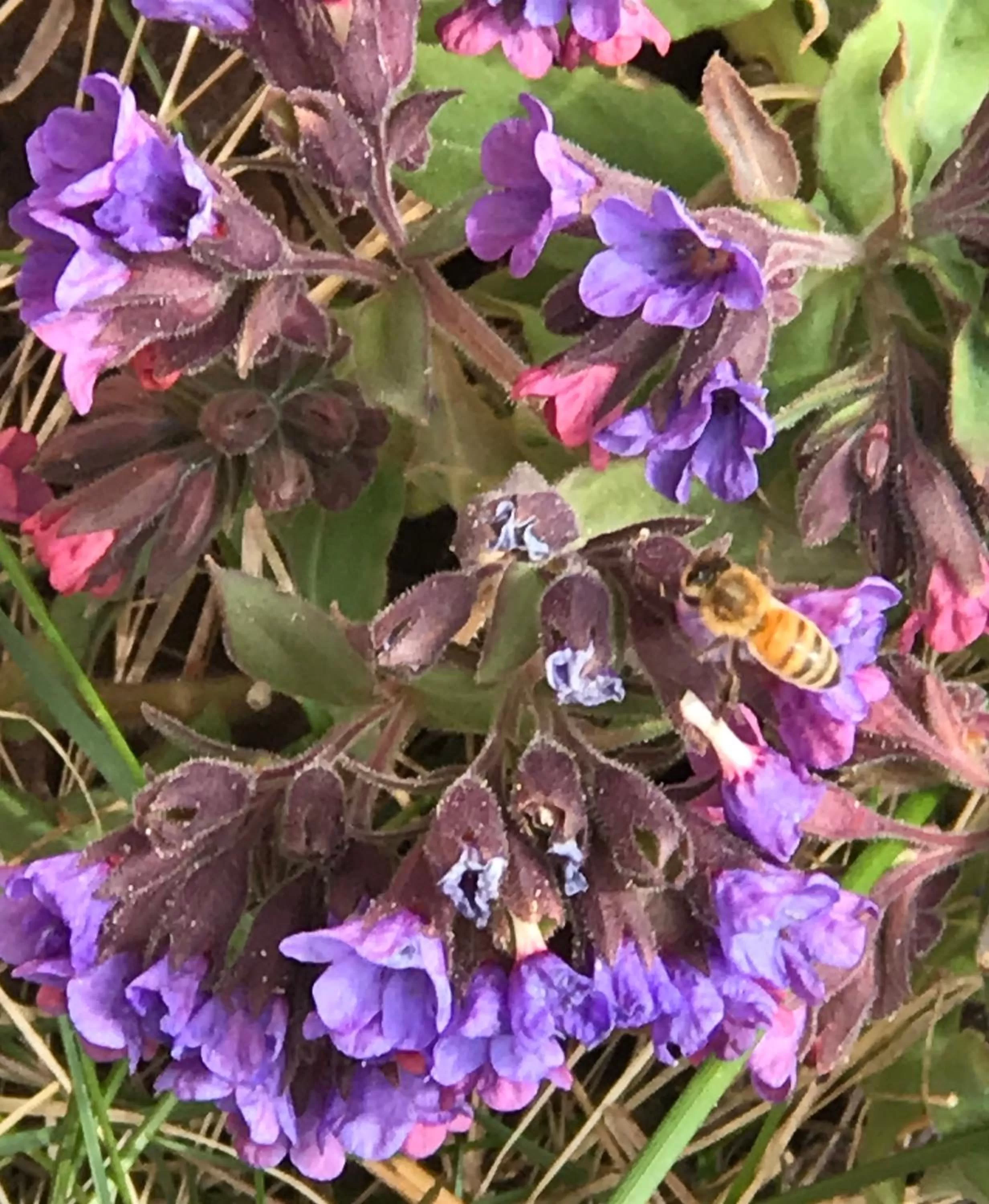 Halcyon Heights B&B/Inn