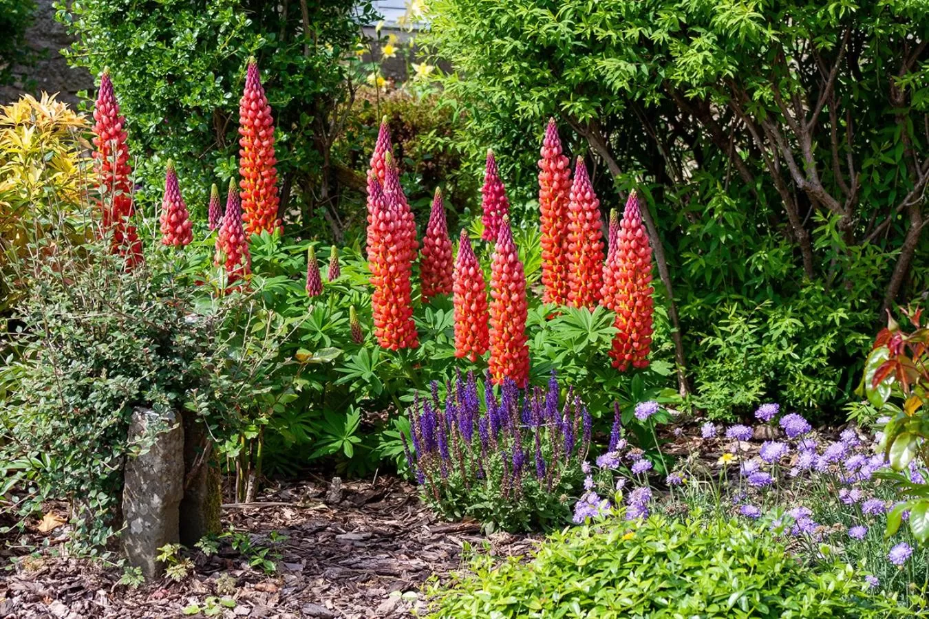 Garden in Home Farm B&B - Sunflower Room