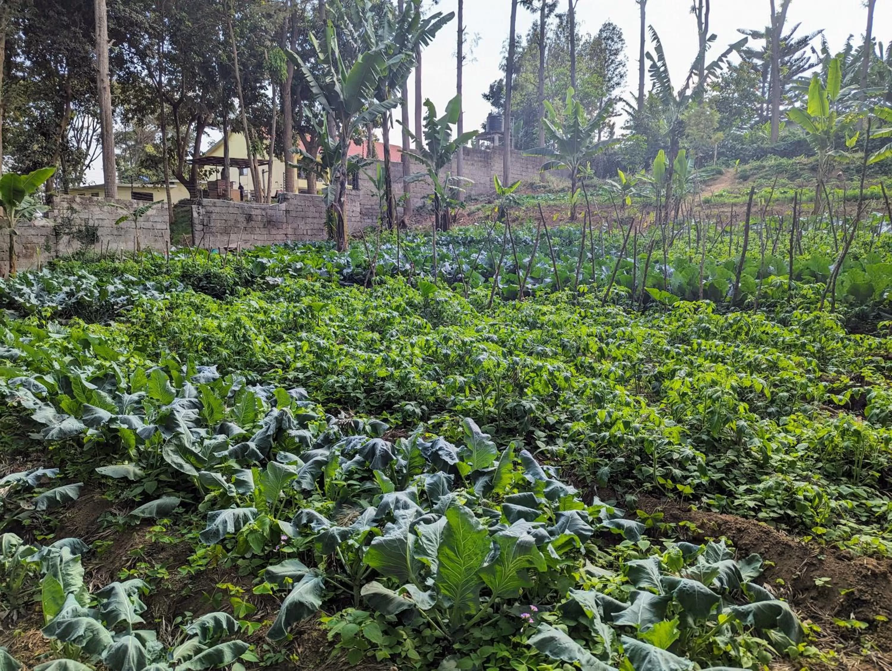 Natural landscape in Mvuli Hotels Arusha