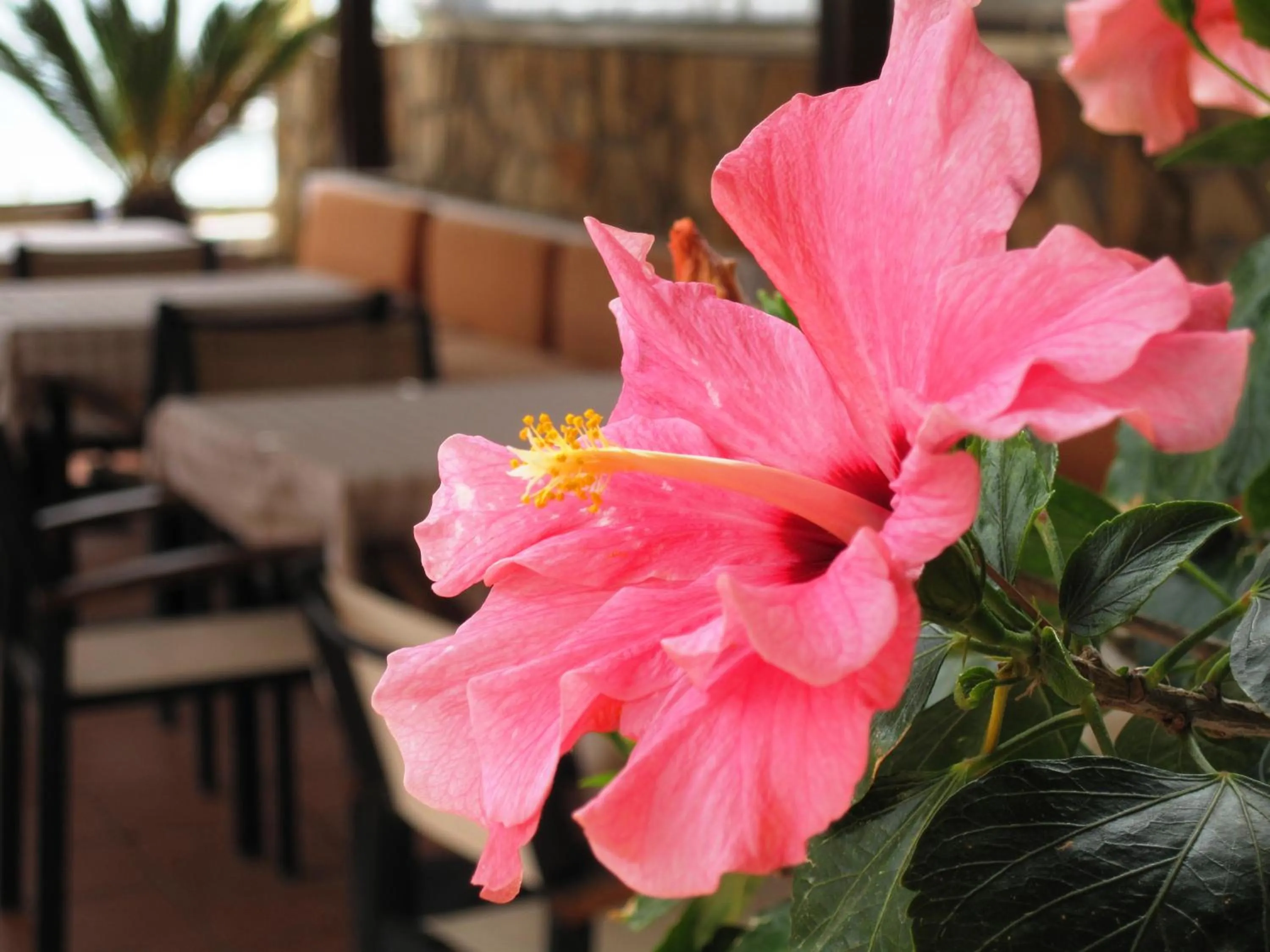 Restaurant/places to eat in Faedra Beach