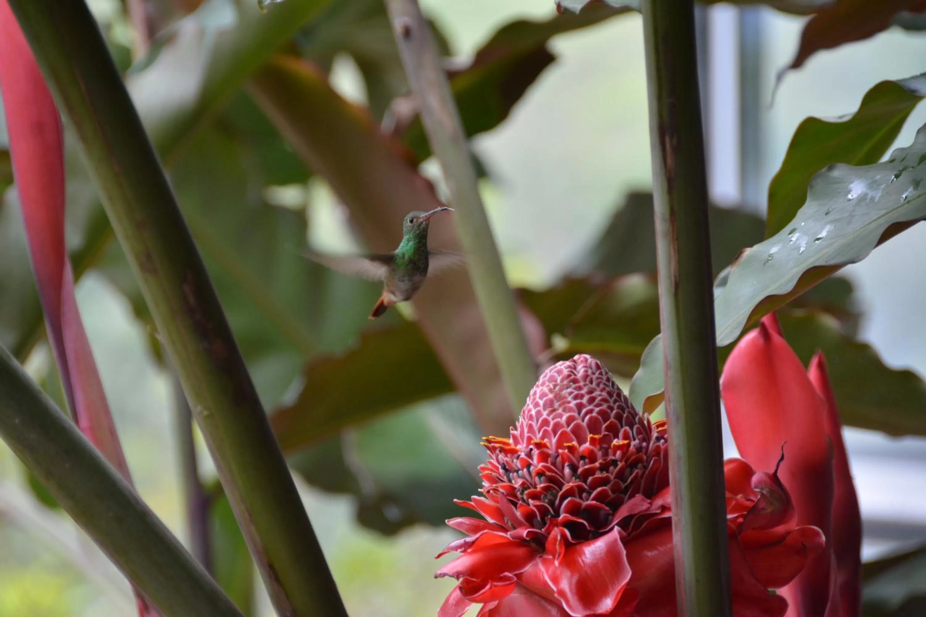 Animals, Other Animals in Hosteria Florecer