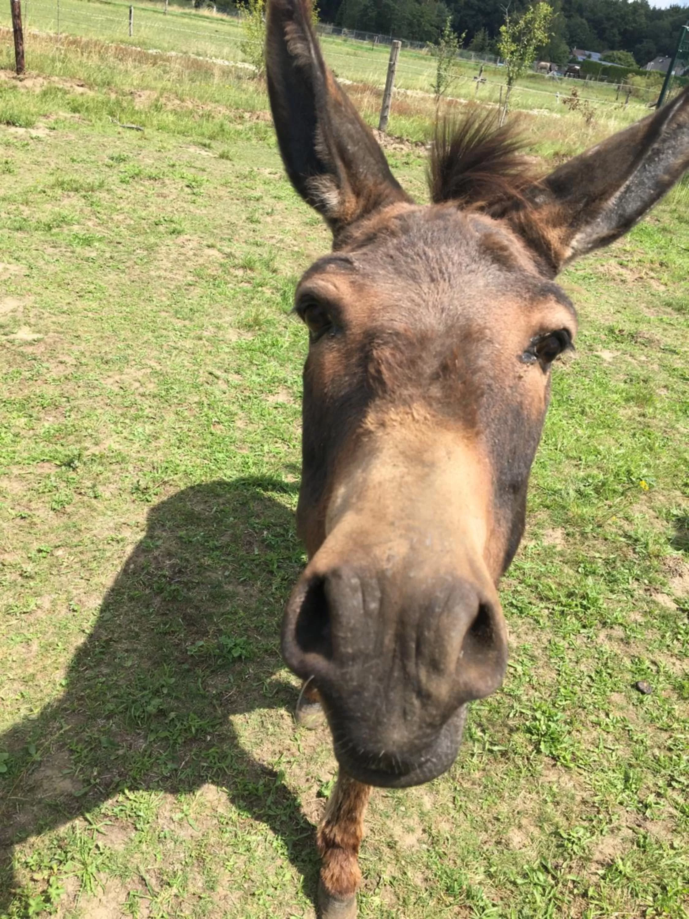 Animals, Pets in Nergena Zimmer Frei