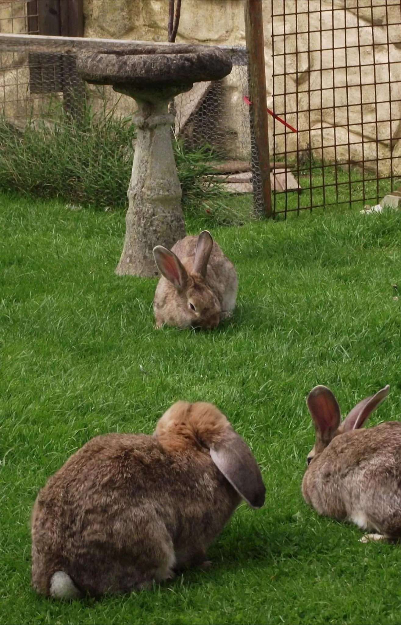 Garden in Jasmine House