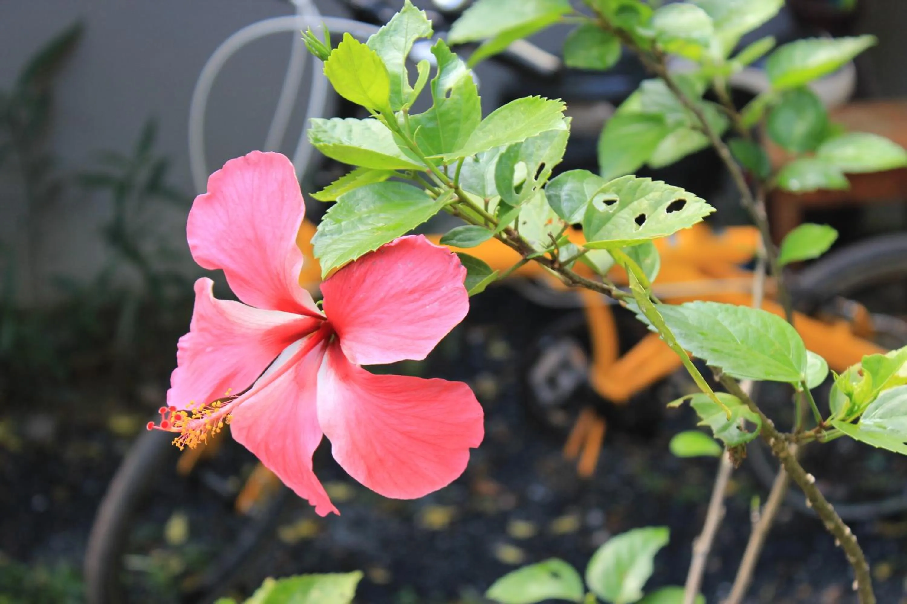 Day in Lanta Happy Hill