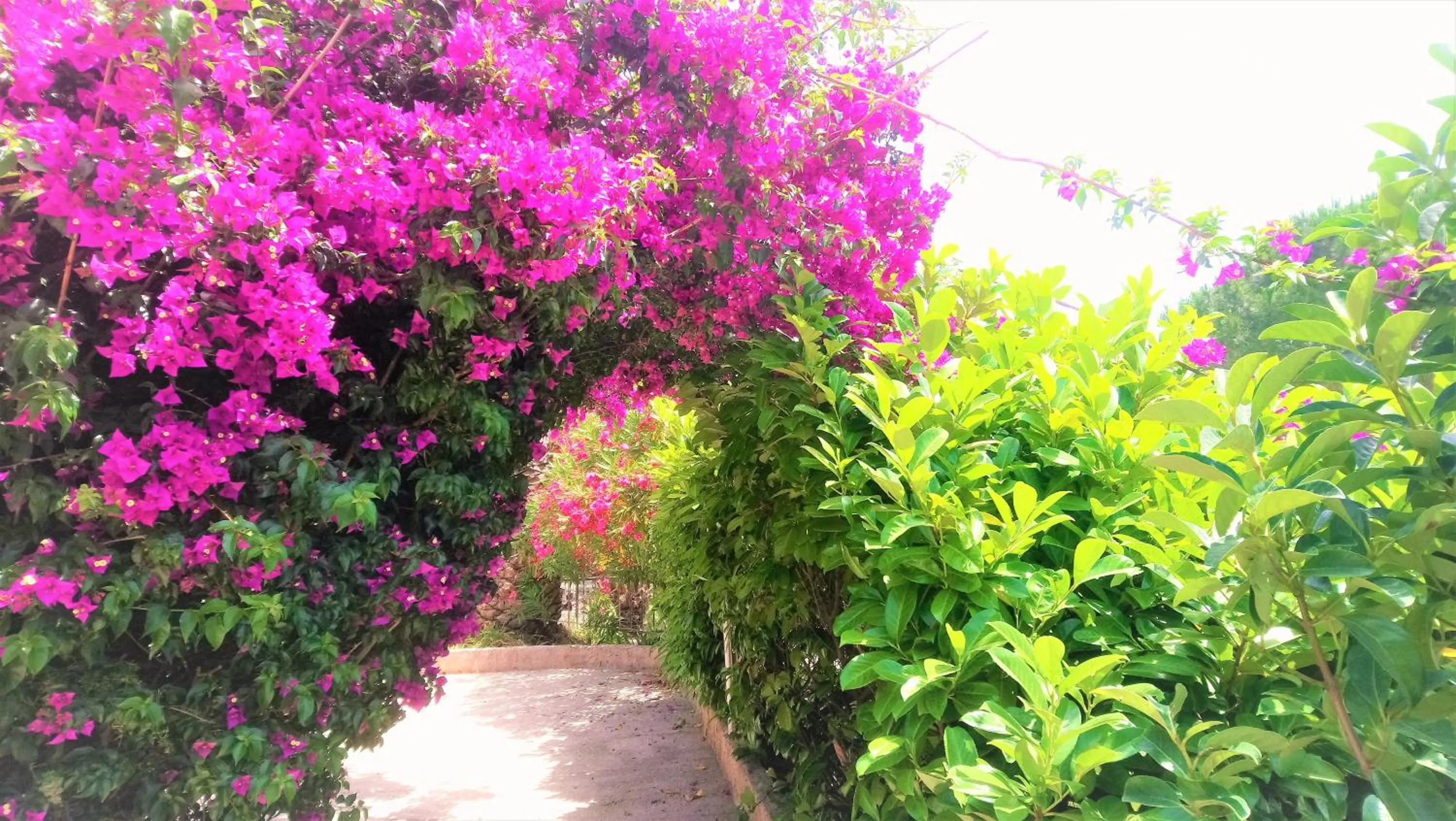 Garden in Les Jardins de Bormes, hôtel adult only avec sauna & jacuzzi