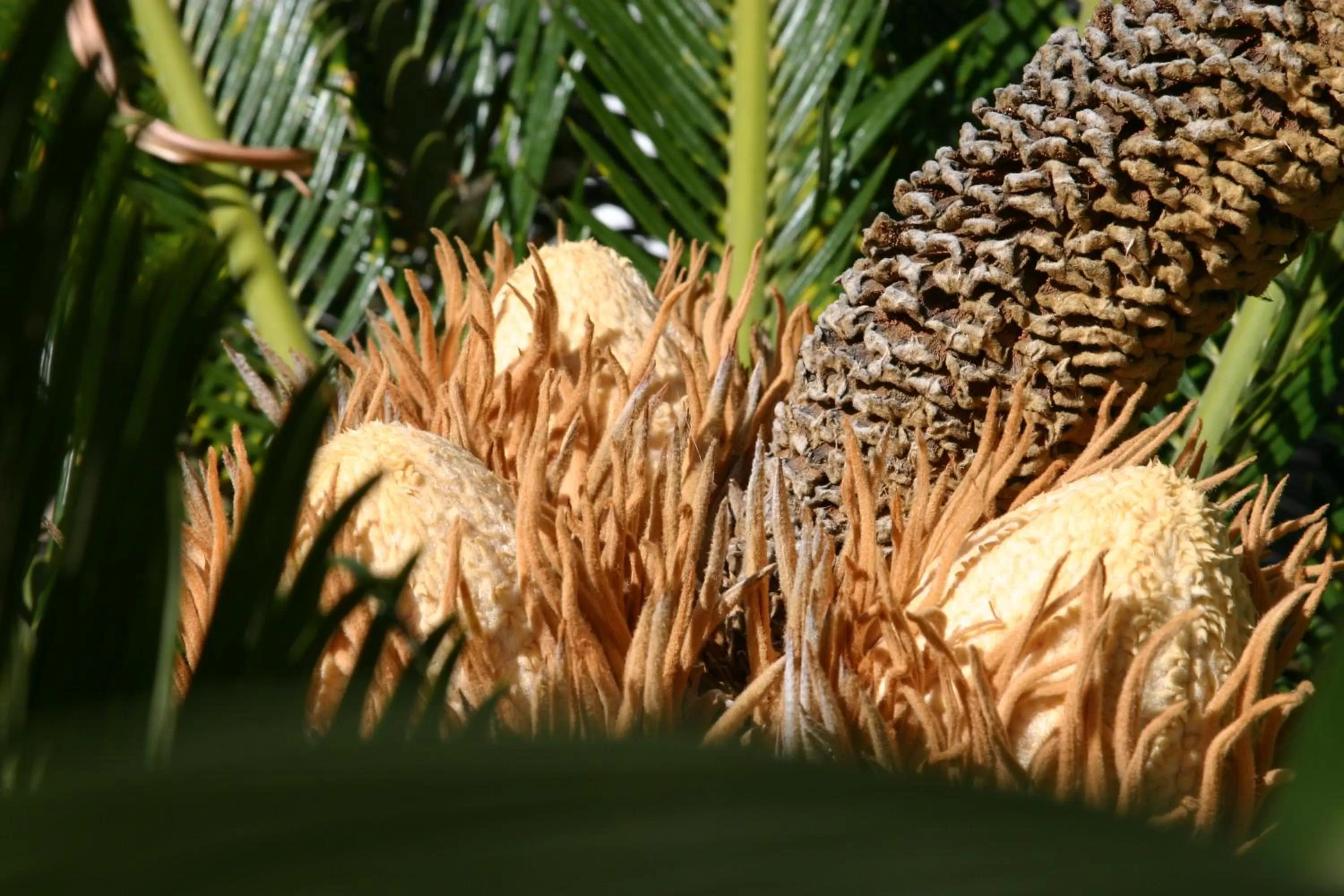 Other Animals in Birdcage Gay Men Resort and Lifestyle Hotel