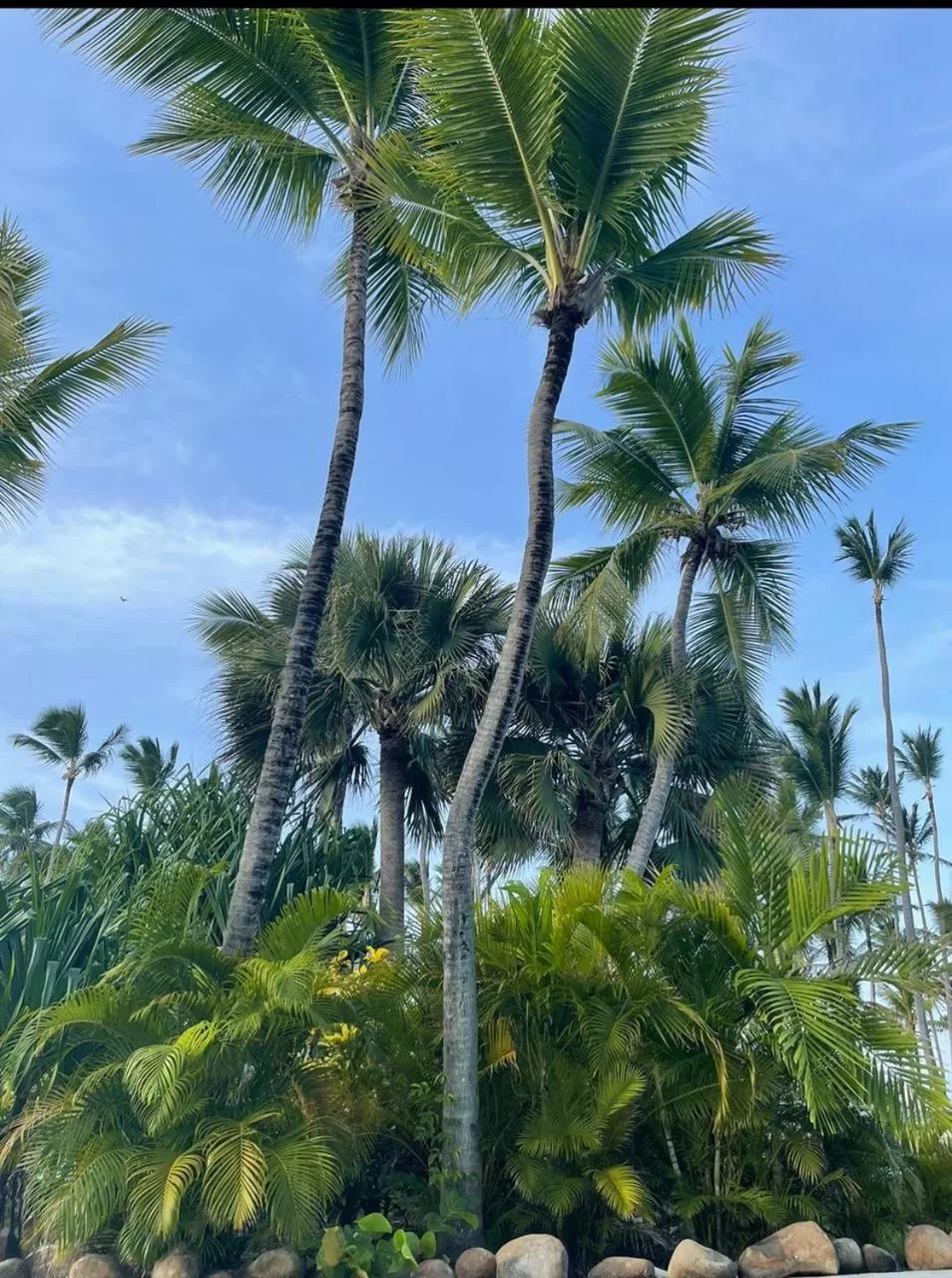 Natural landscape in Yonah comfort punta cana, shared apartment