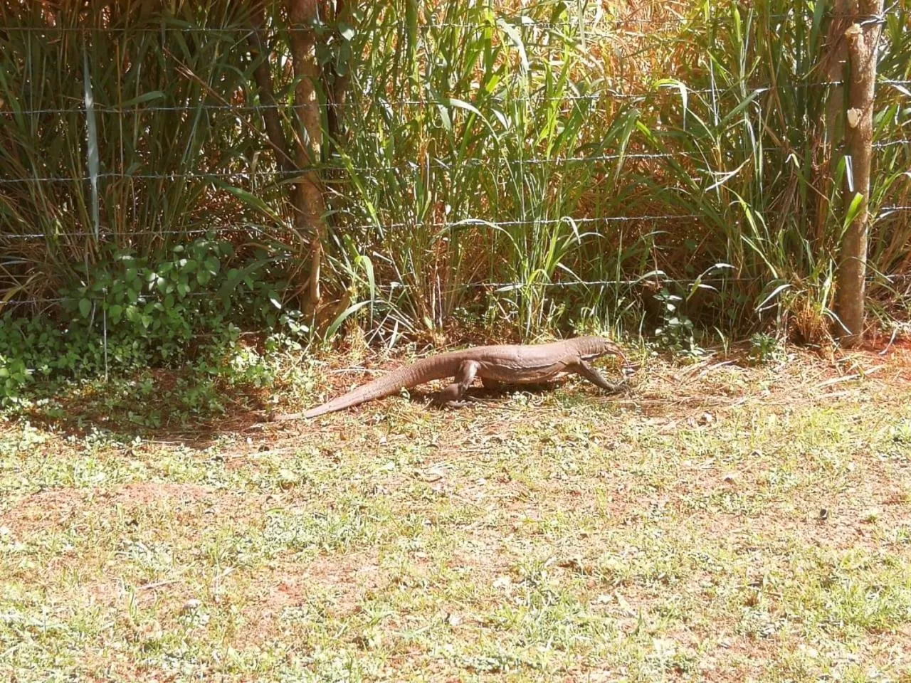 Other Animals in Green Cottage