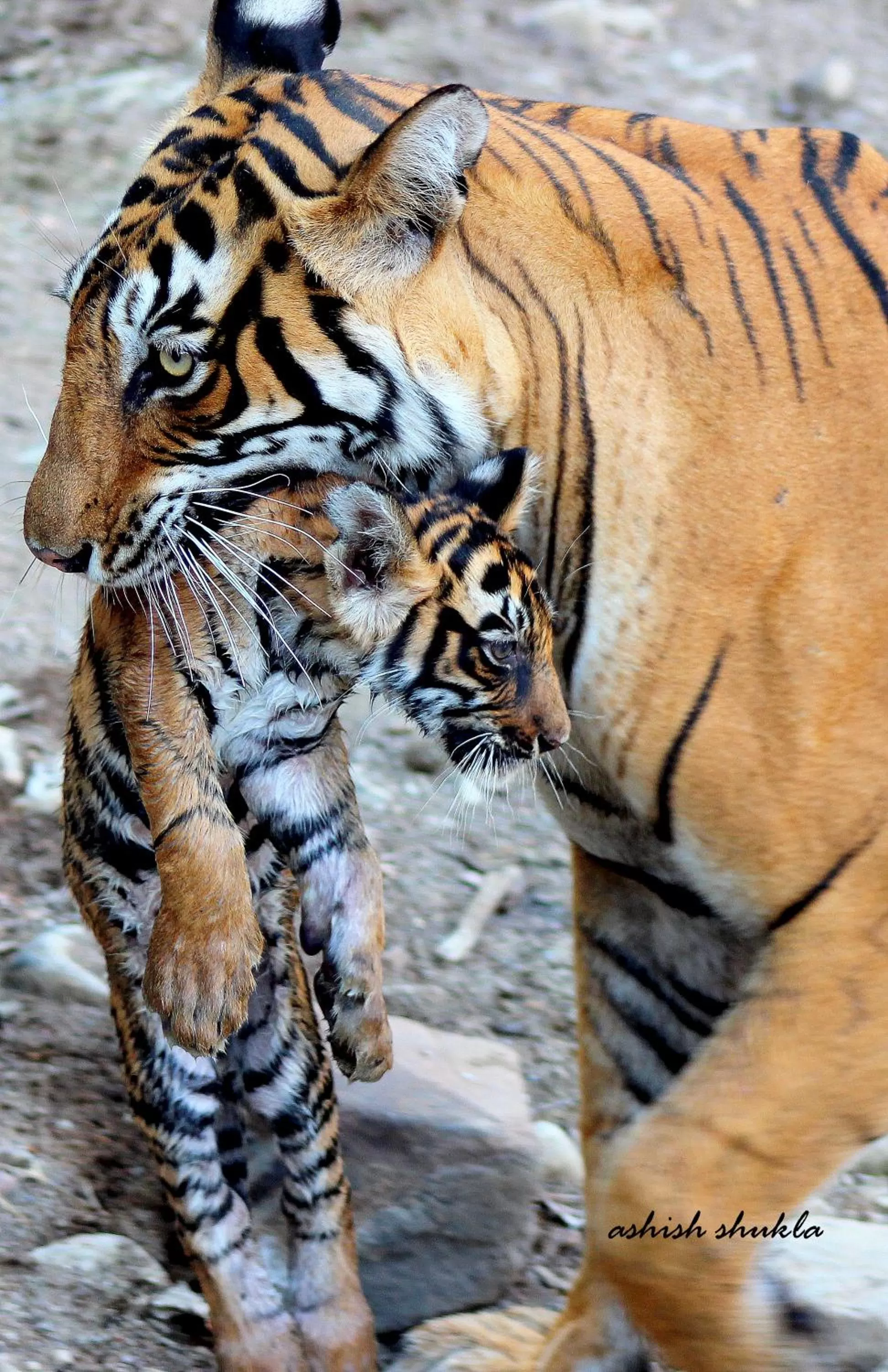 Off site in The Fern Ranthambore Forest Resort Rajasthan