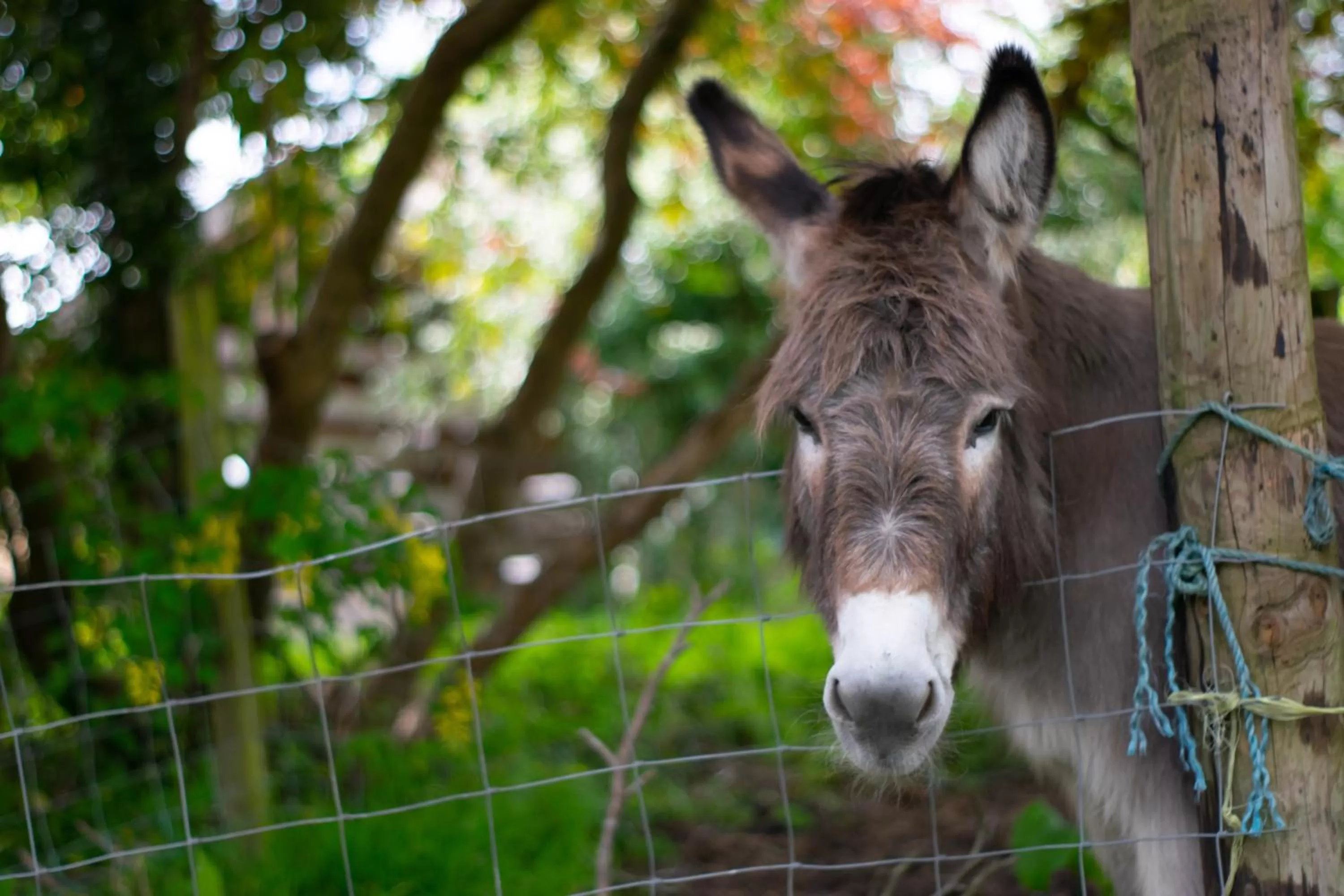 Animals in Pontyclerc Farm House Bed and Breakfast