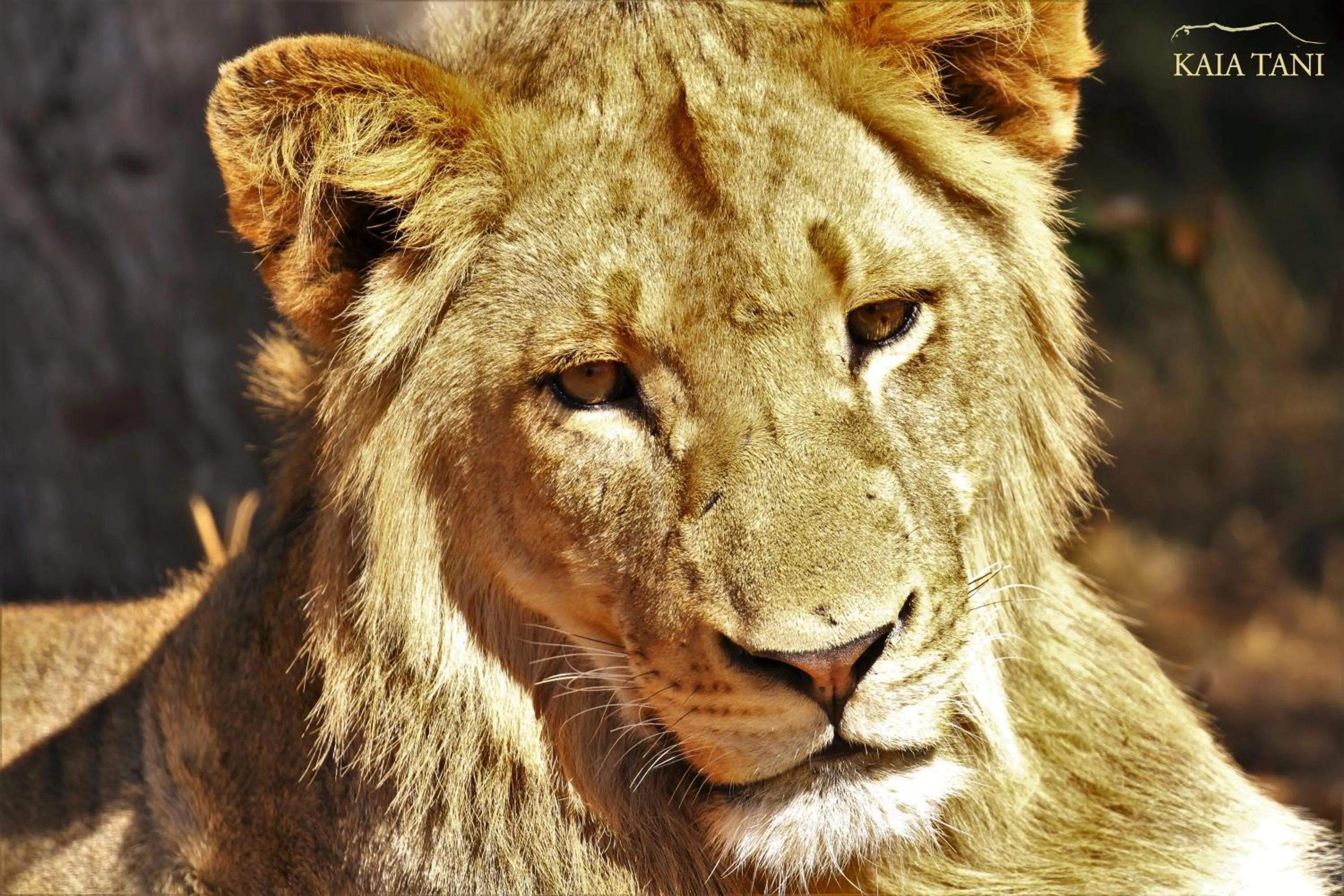 Animals in Kaia Tani Exclusive Guesthouse