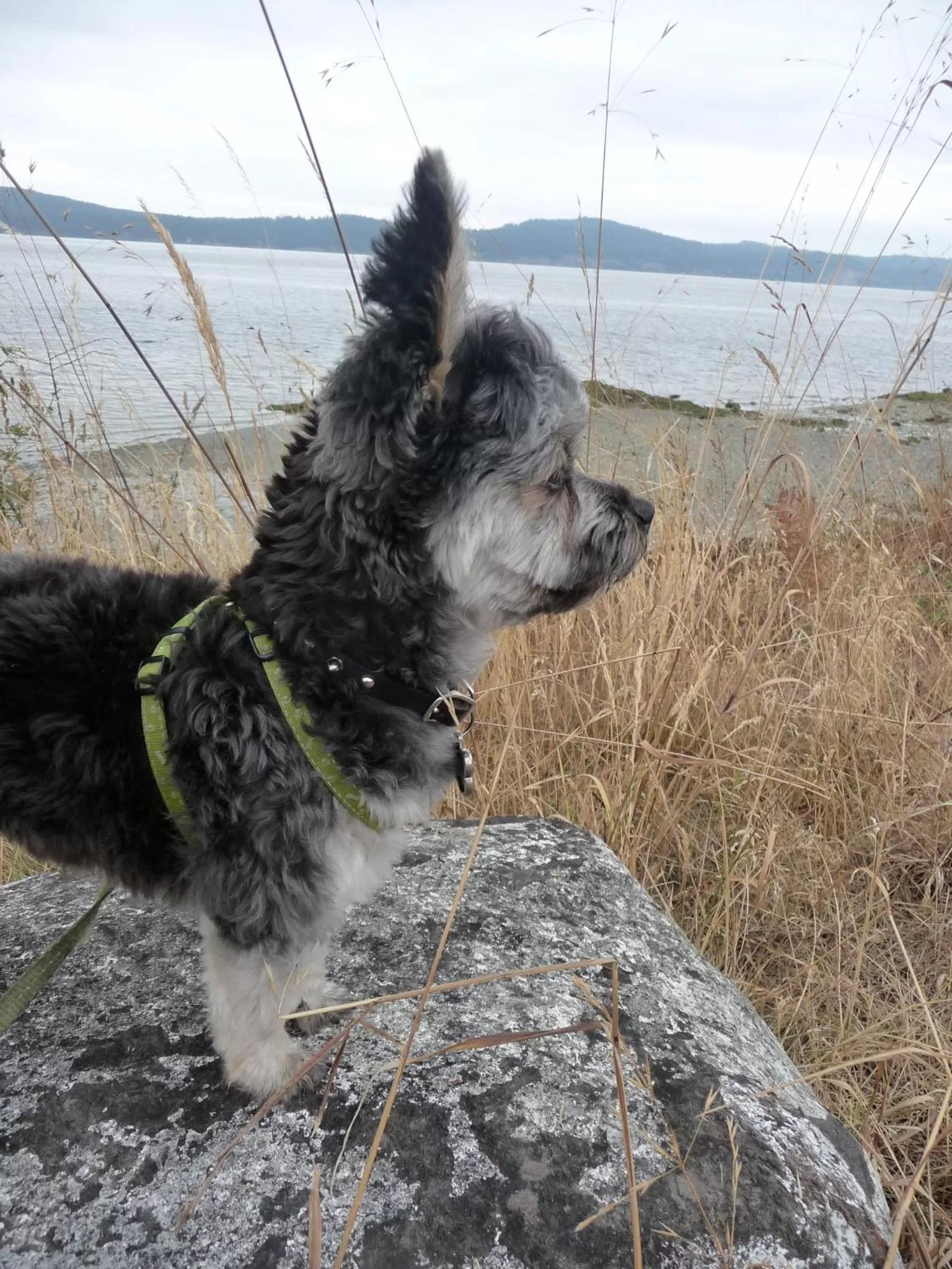 Pets in Magnolia Petal