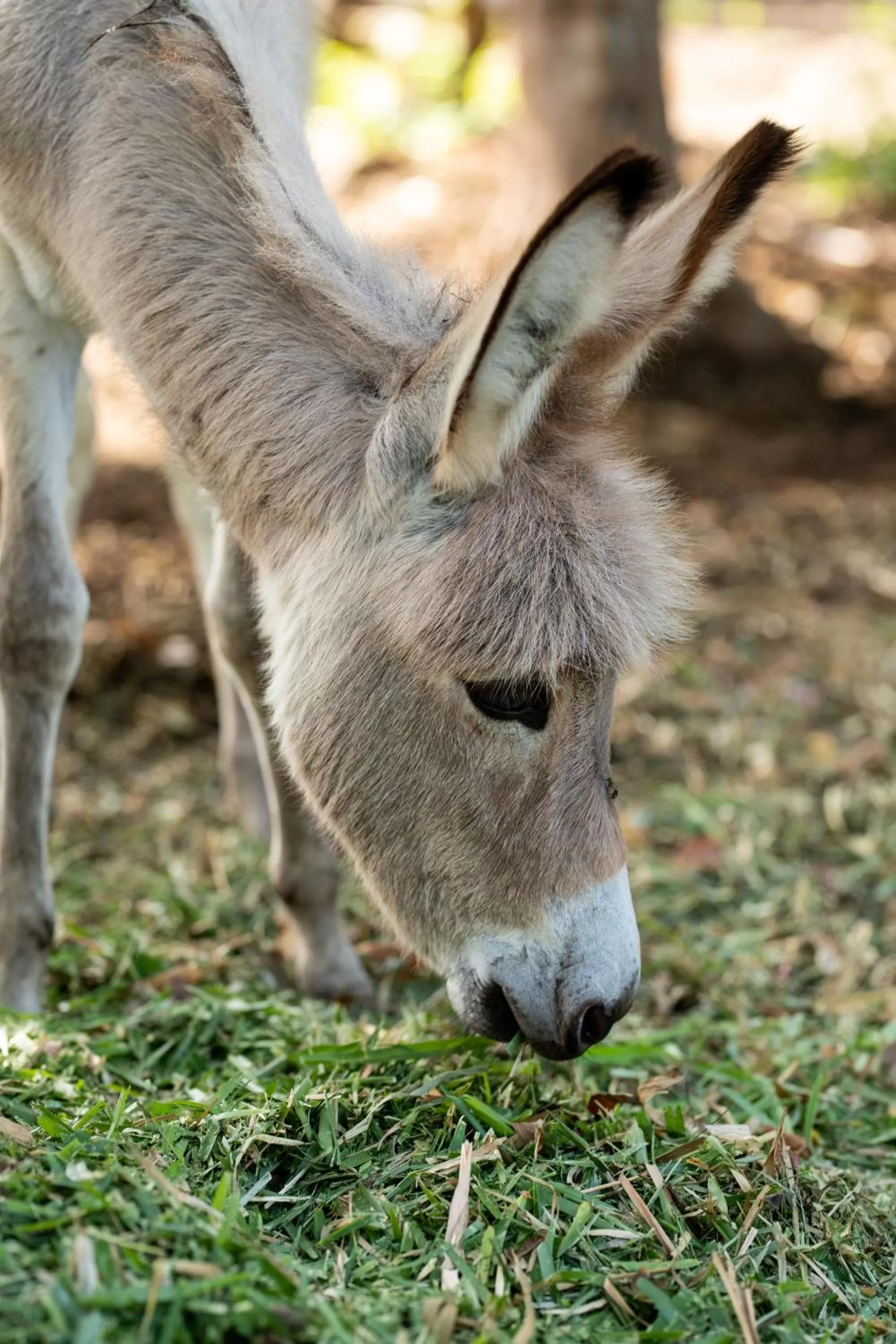 Garden in Melia Zanzibar