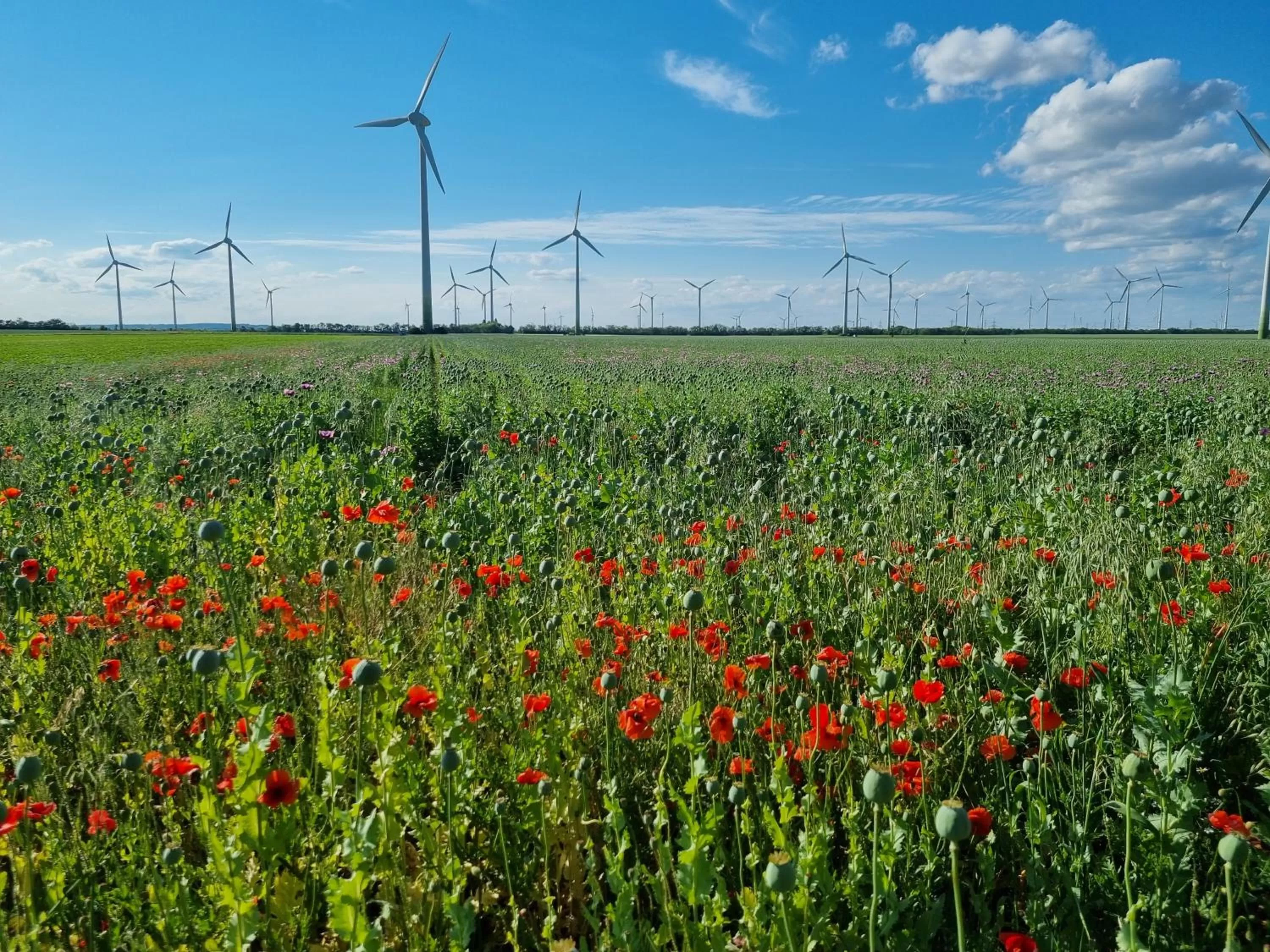 Nearby landmark in BIRKENHOF GOLS - B & B - Wohlfühl Hotel mit Wochenend-Restaurant