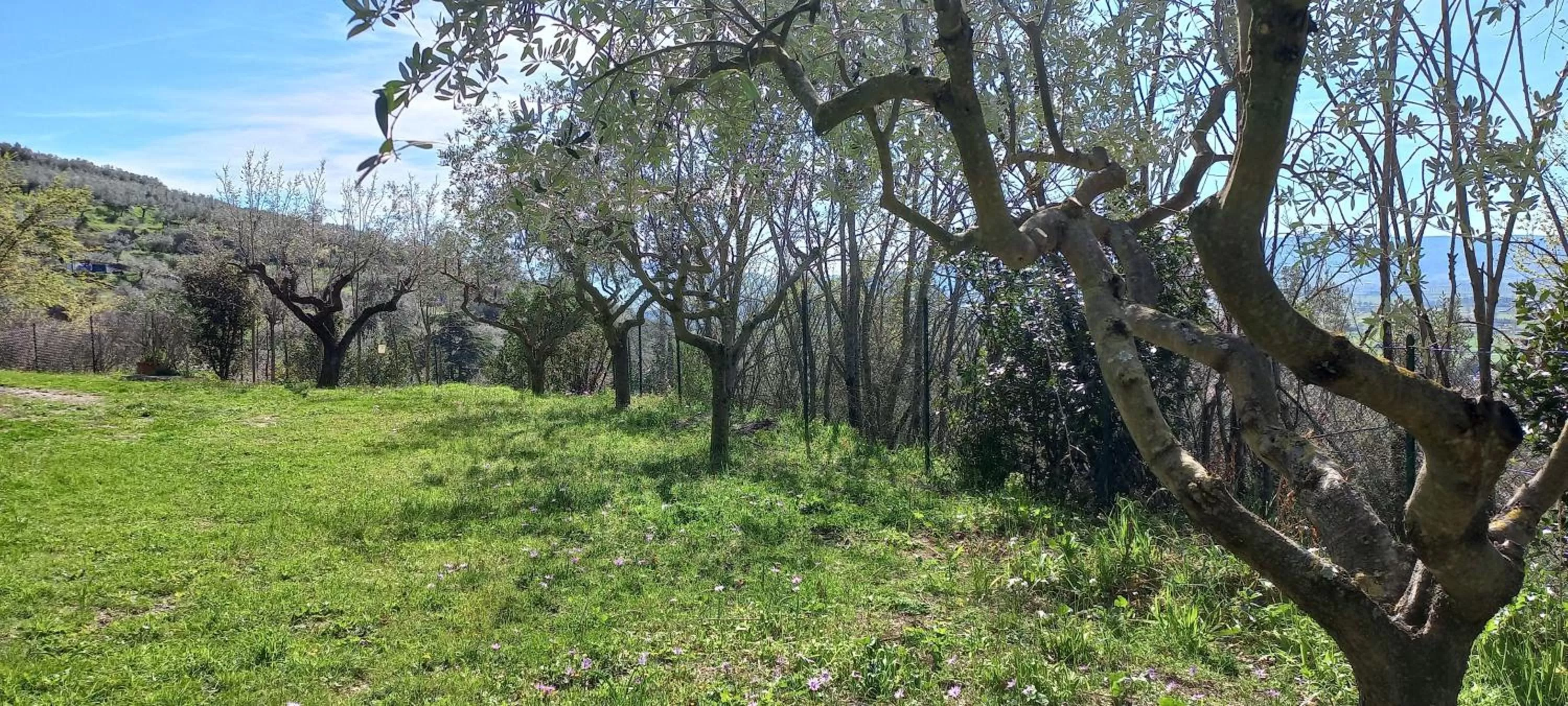 Garden in Domus Antiqua Bed & Breakfast