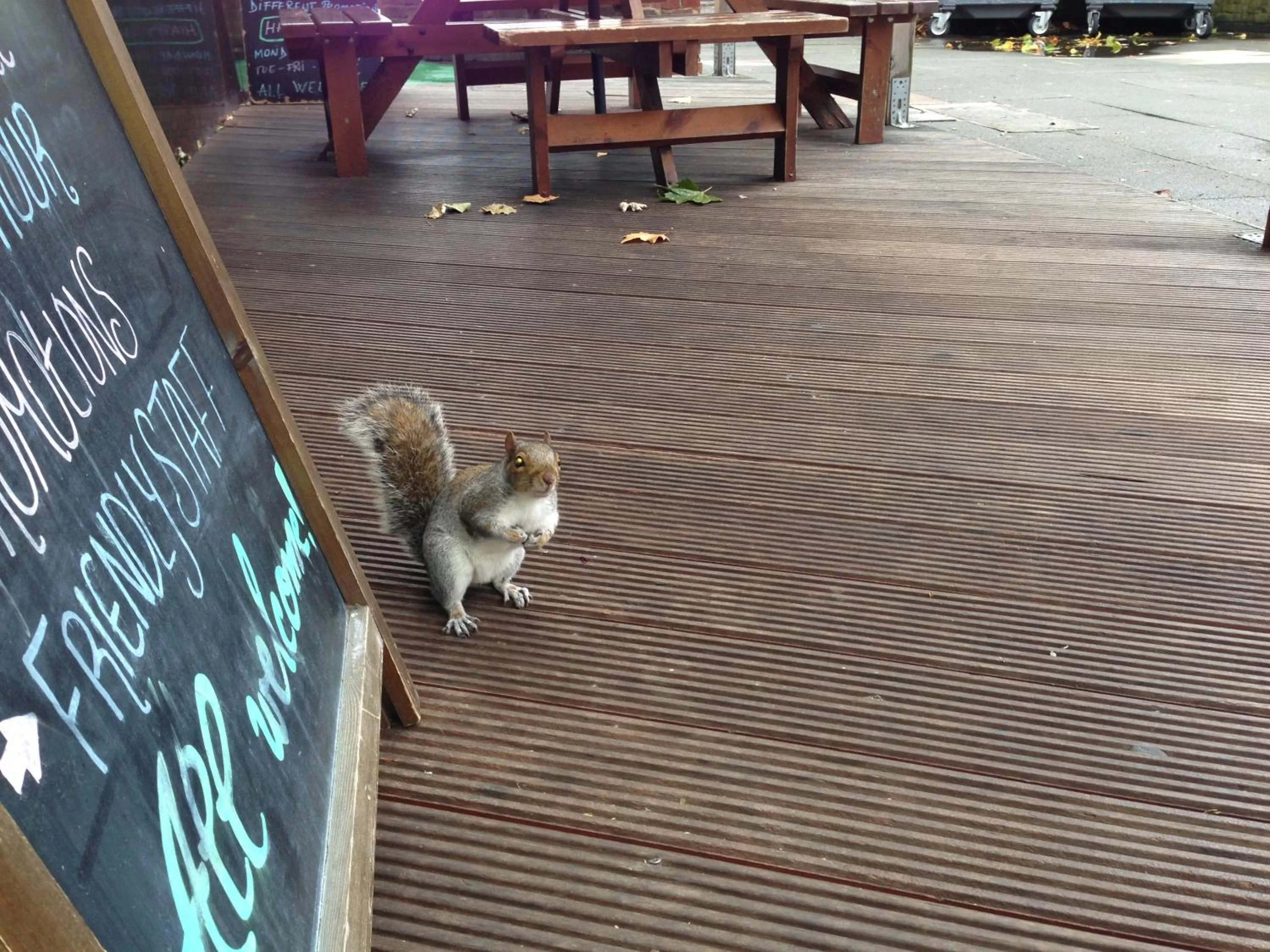 Animals in Hour Glass Hotel