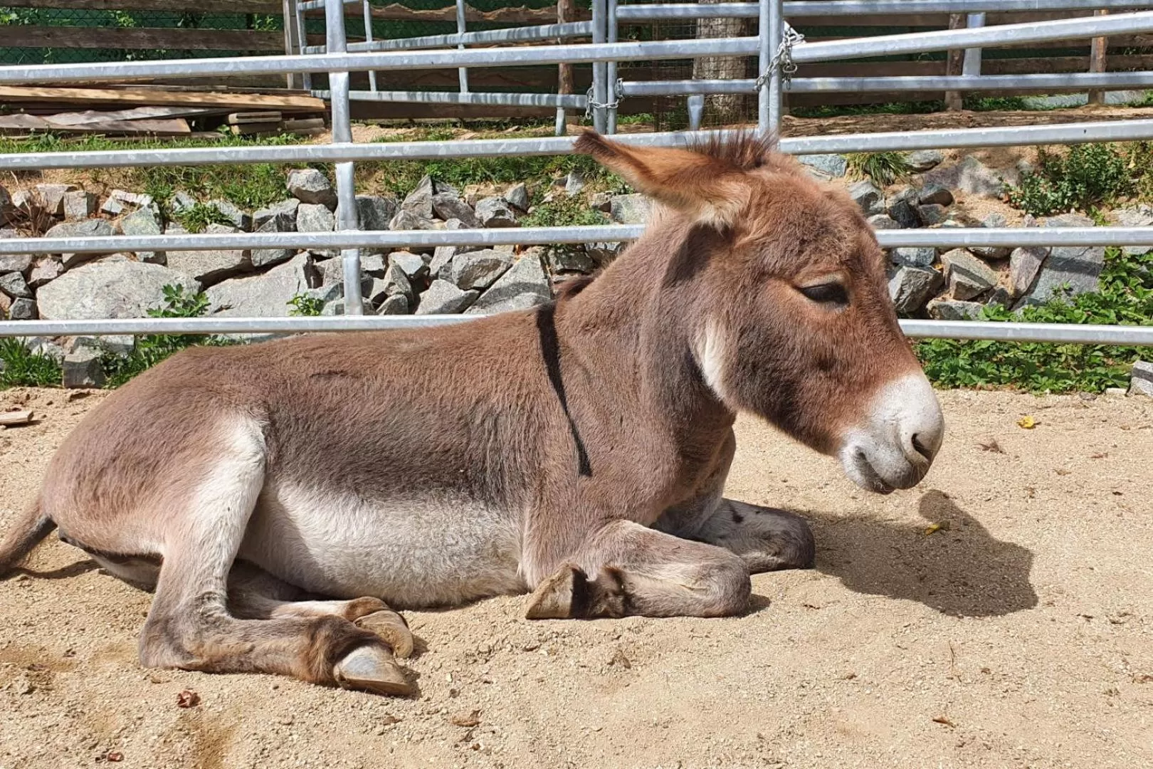 Animals, Other Animals in OREA Resort Panorama Moravský kras