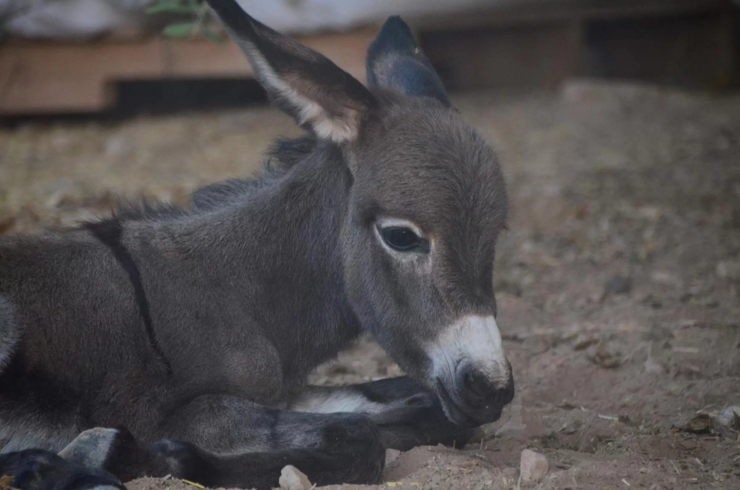 Garden, Other Animals in Auberg-Inn Guesthouse