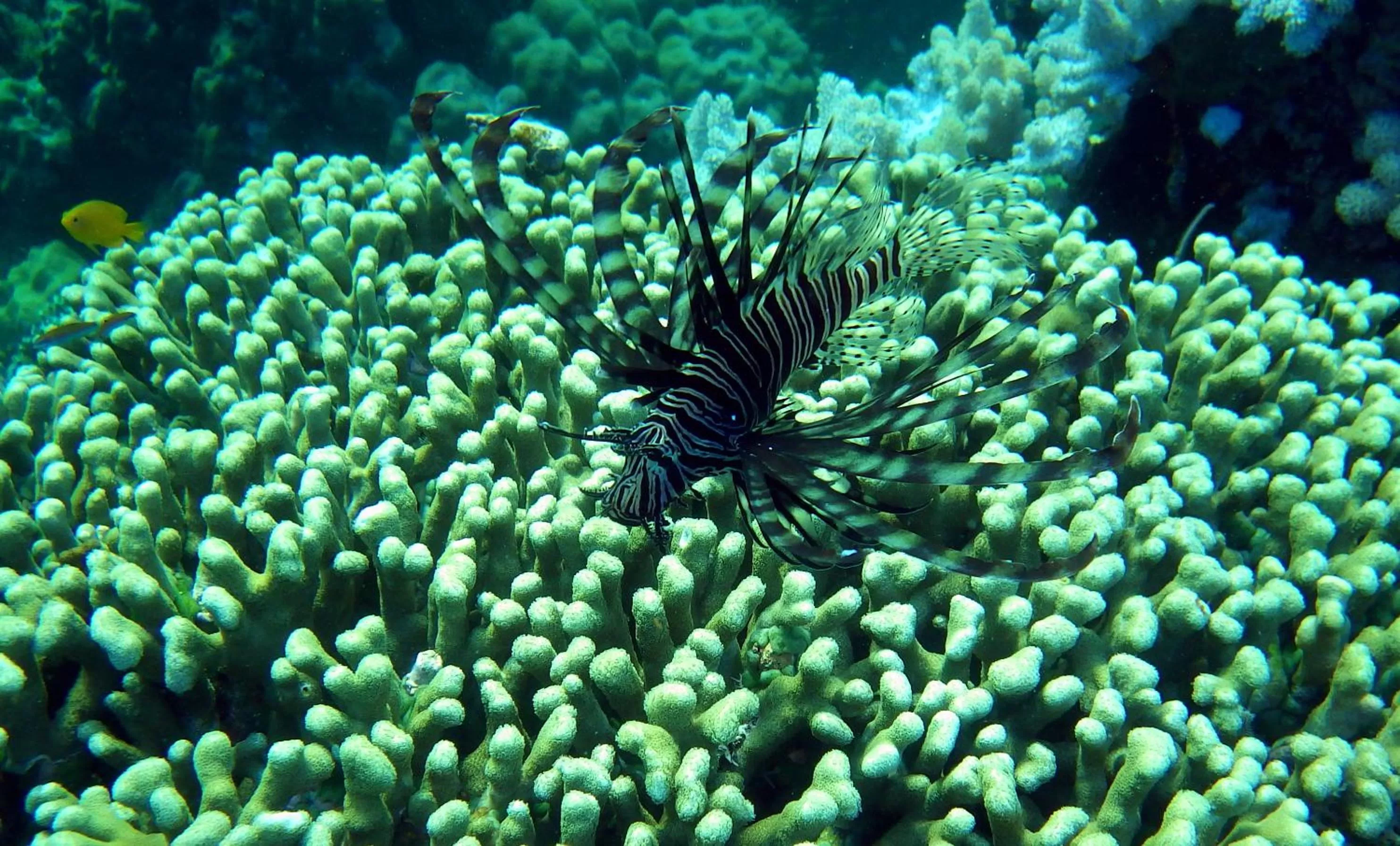 Snorkeling in Royal Cliff Resort