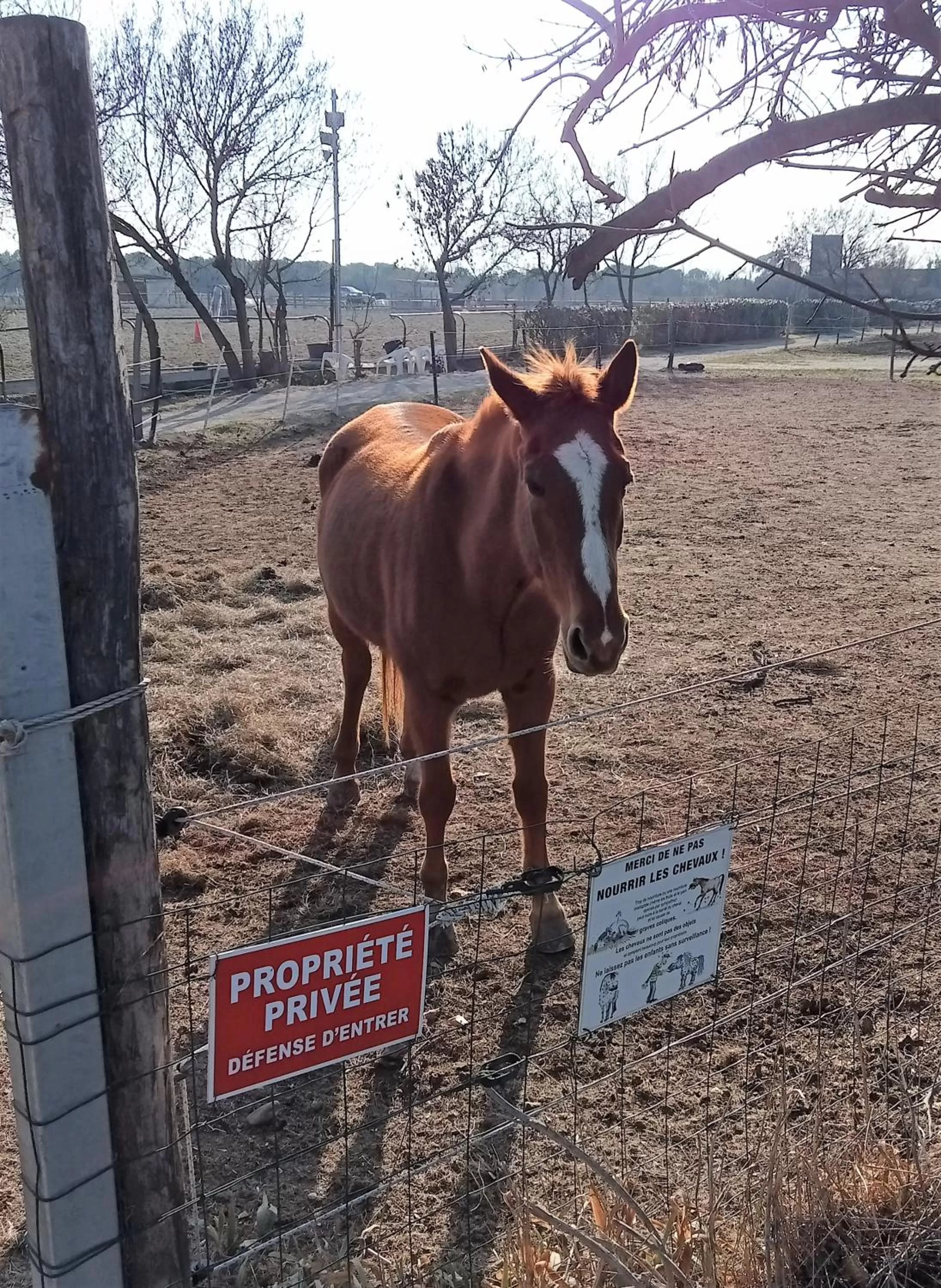 Horse-riding, Other Animals in Mas Palegry côté terrasse