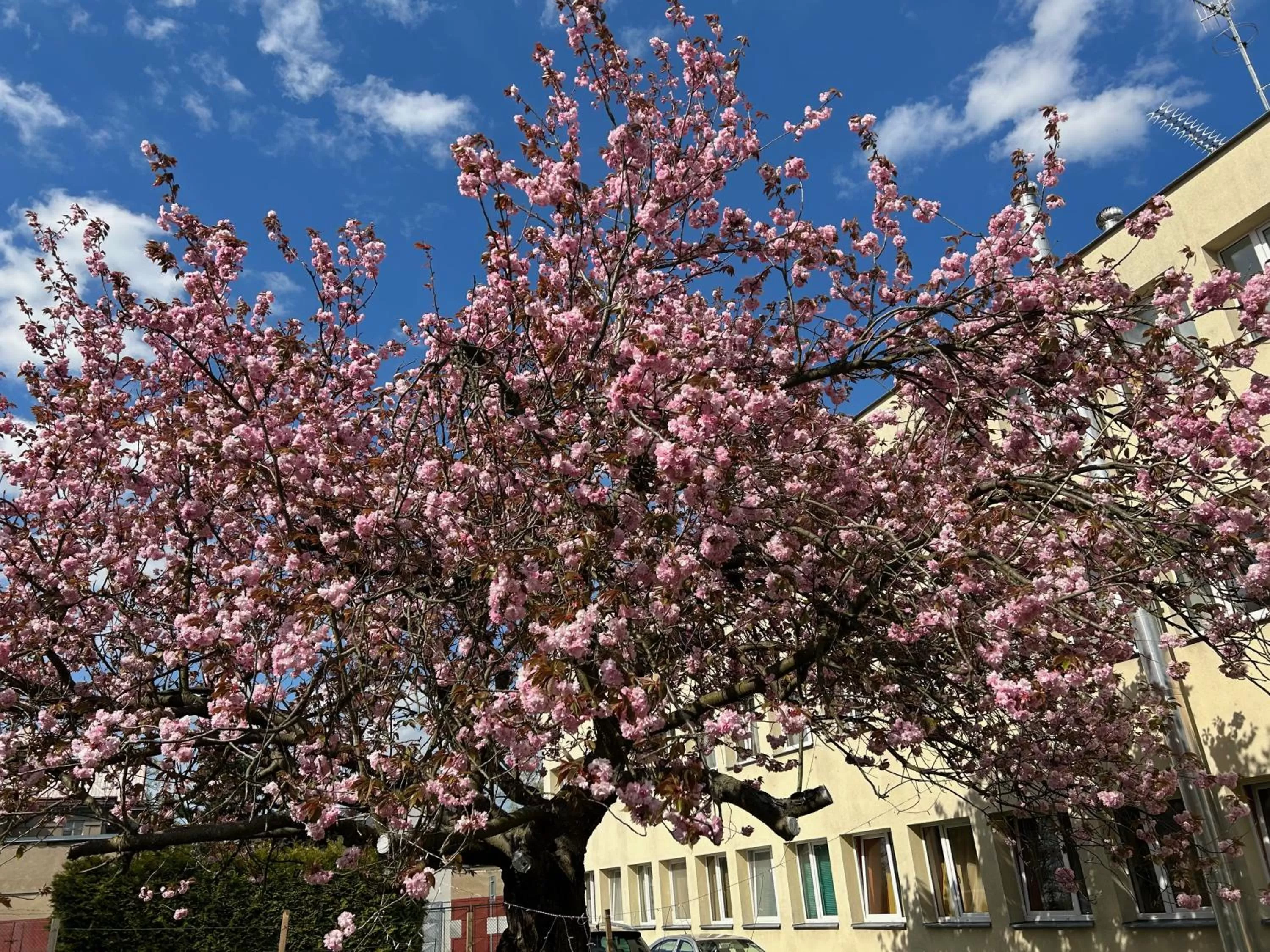 Garden view in Hotel ATLAS
