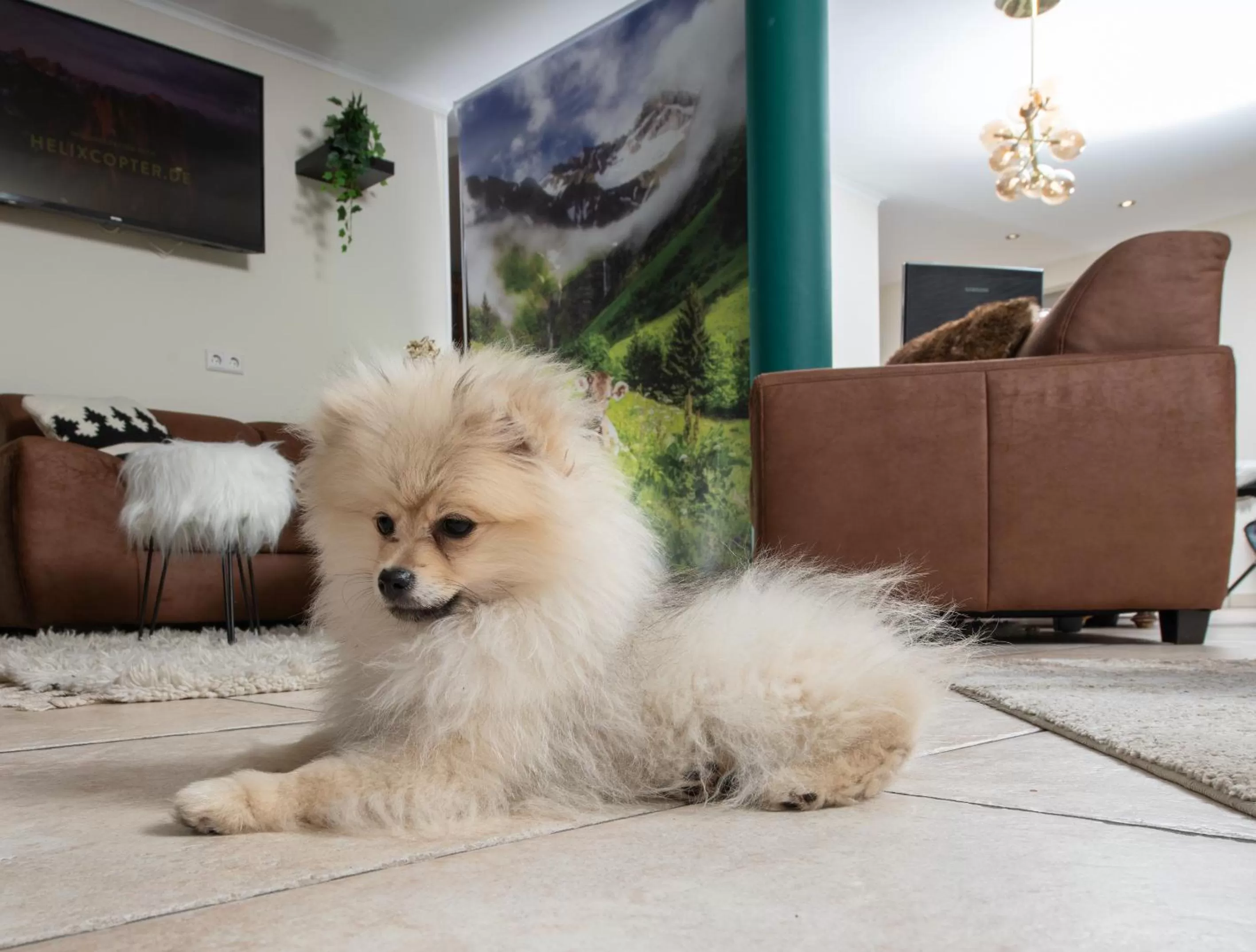 Pets in allgovia hotel garni