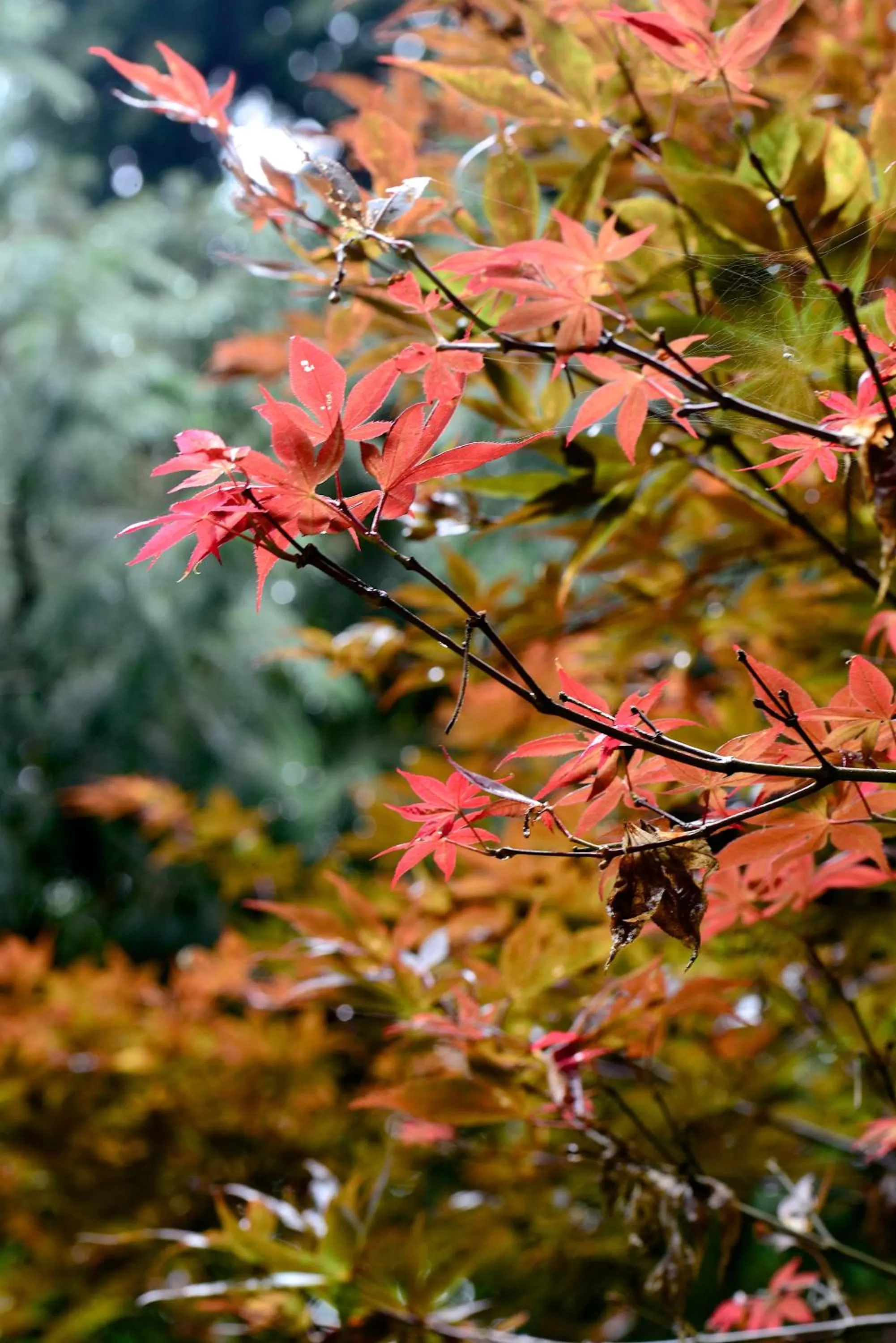 Winter in Ginkgo Hotel