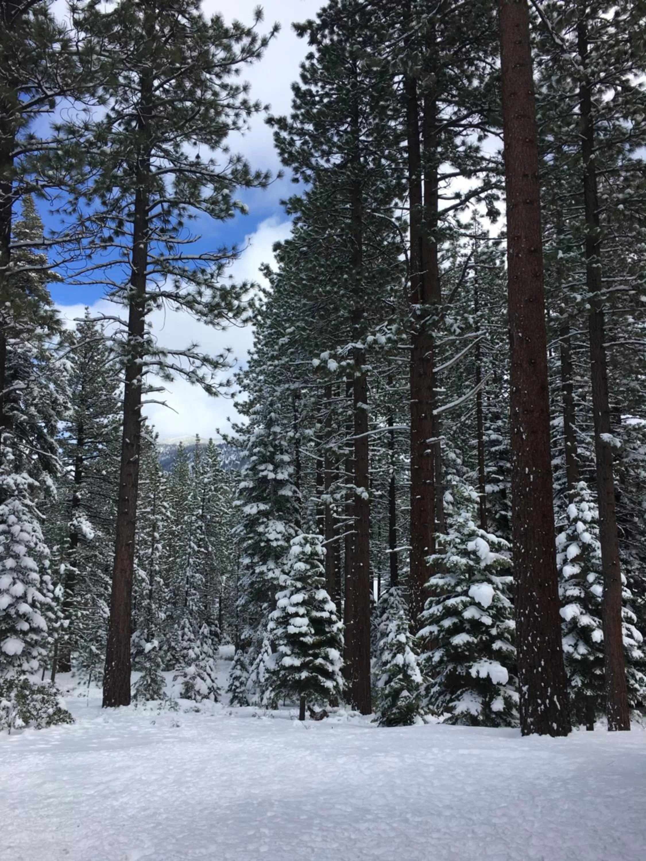 Natural landscape in Black Jack Inn
