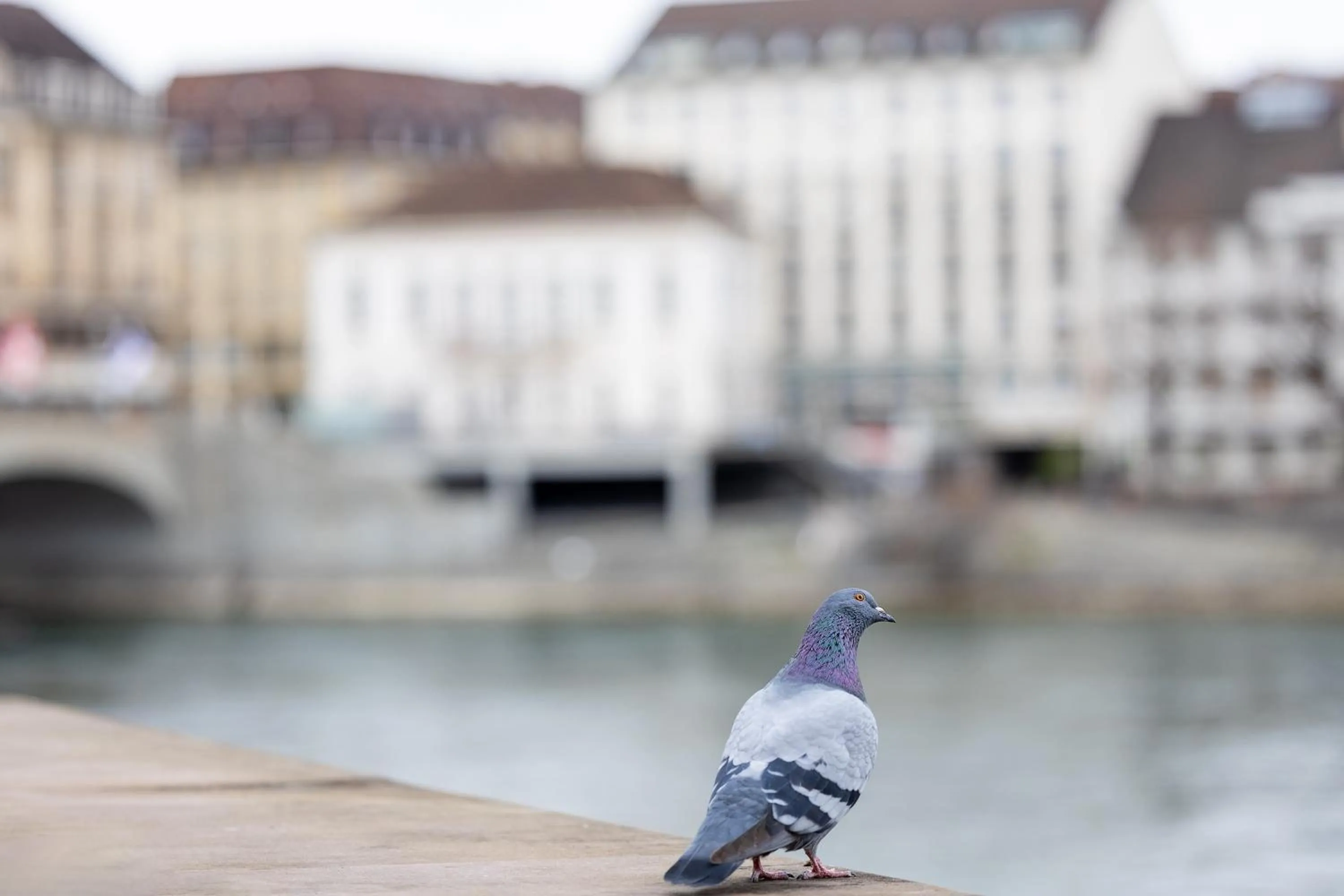 Property building in Merian am Rhein