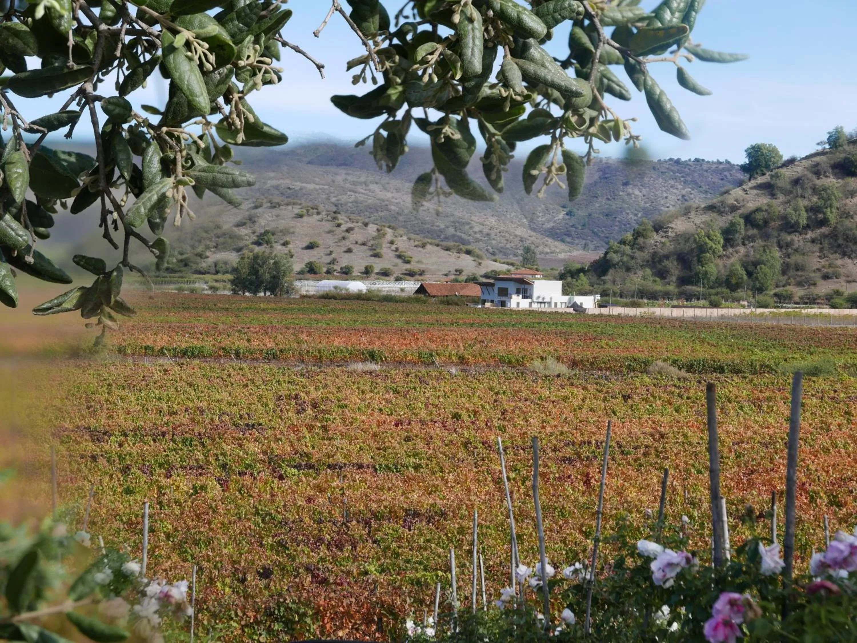 View (from property/room) in Callihue Lodge