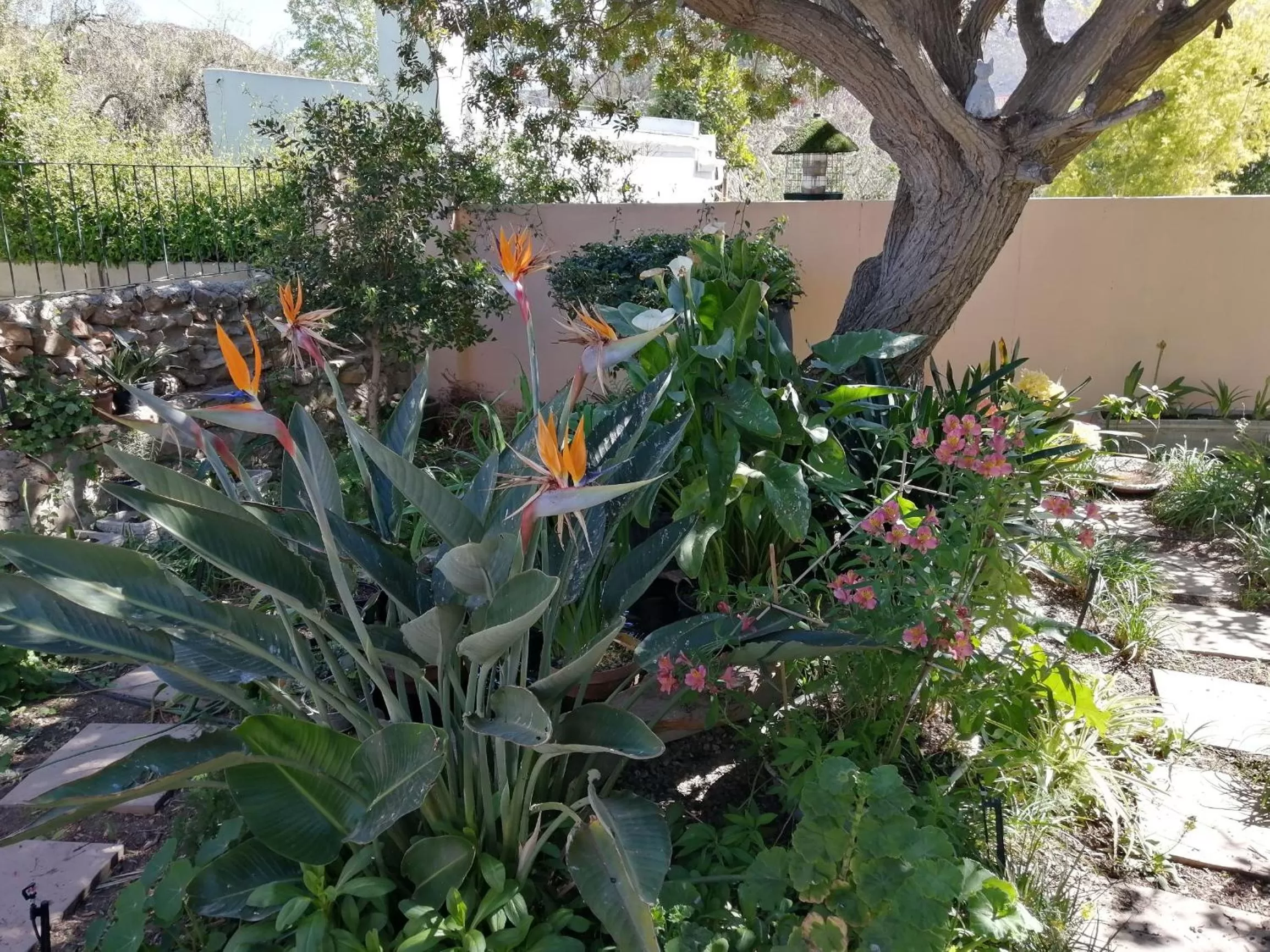 Garden in Squirrels Corner