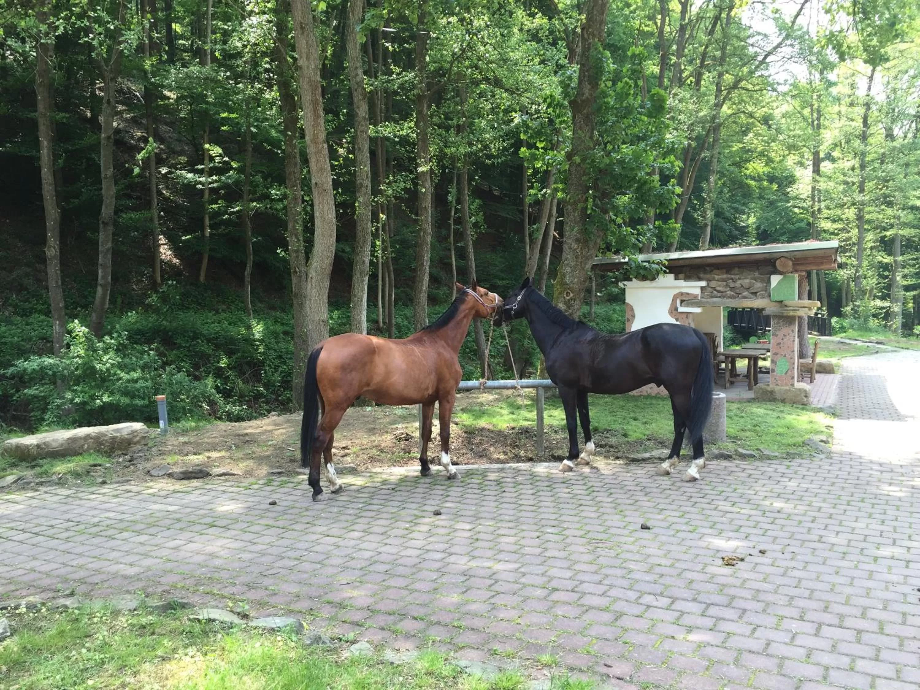 Animals in Hotel Hüttenmühle Hillscheid