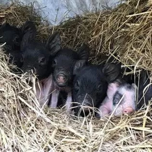 Animals in Laurel River Club Bed & Breakfast or LRCBNB