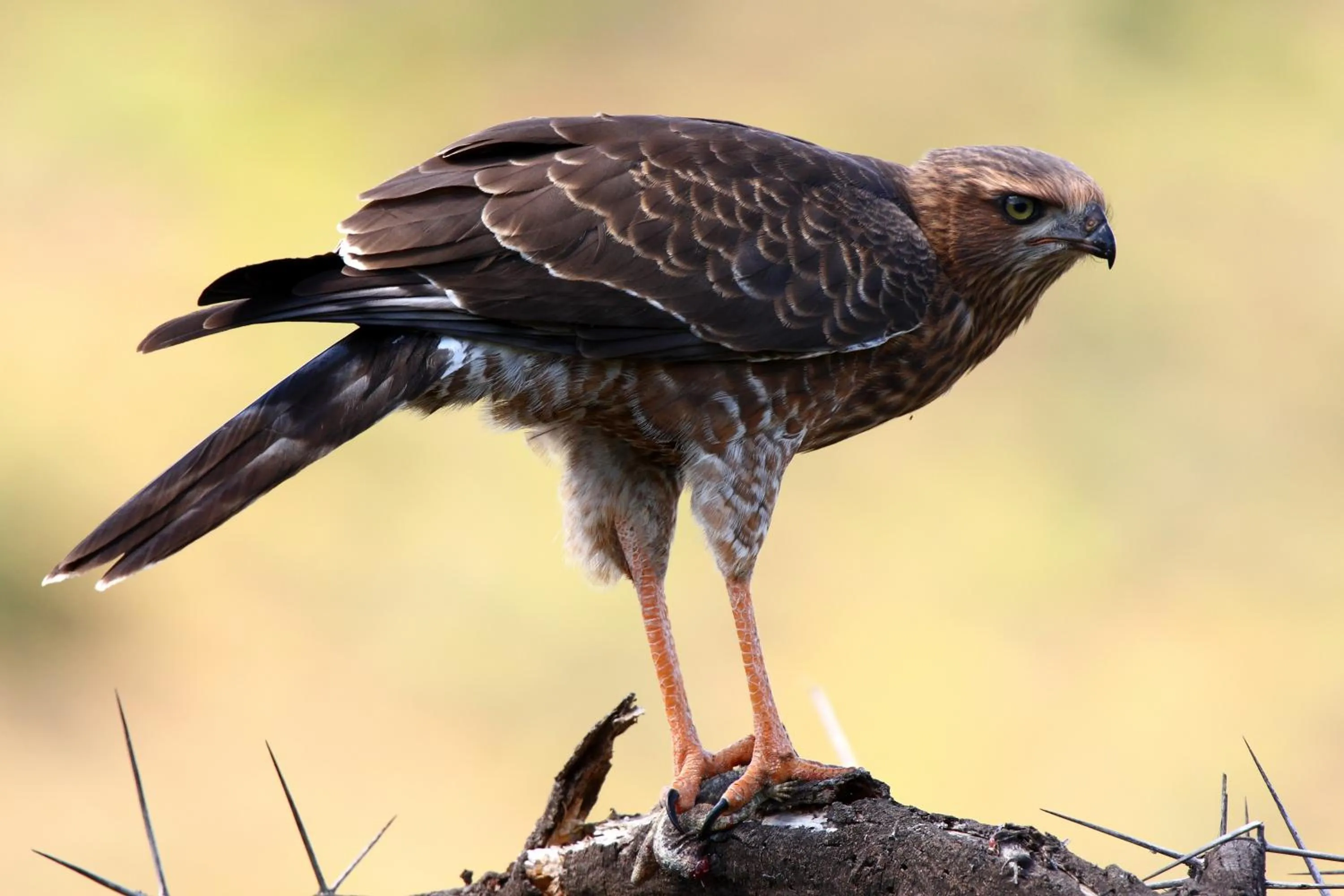 Animals in Sanbona Wildlife Reserve