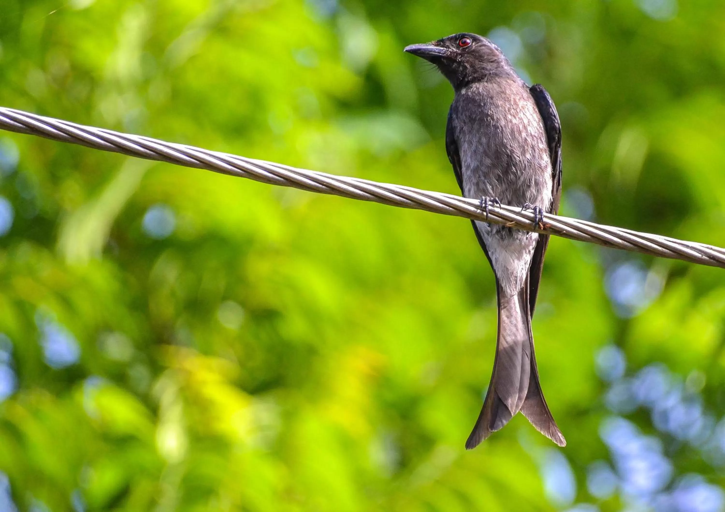 Animals in Elegant Hotel