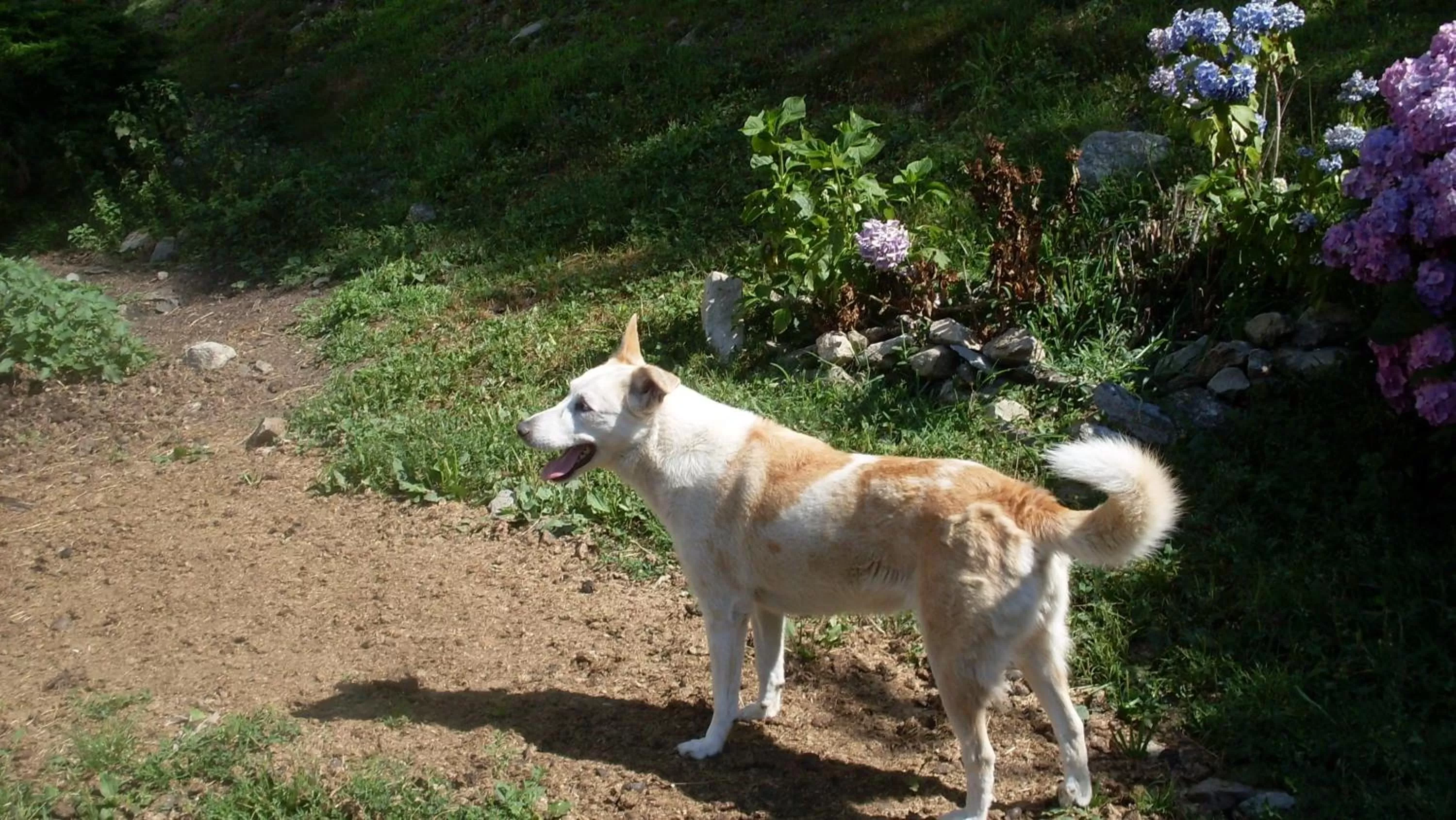 Pets in B&B Valle Orco