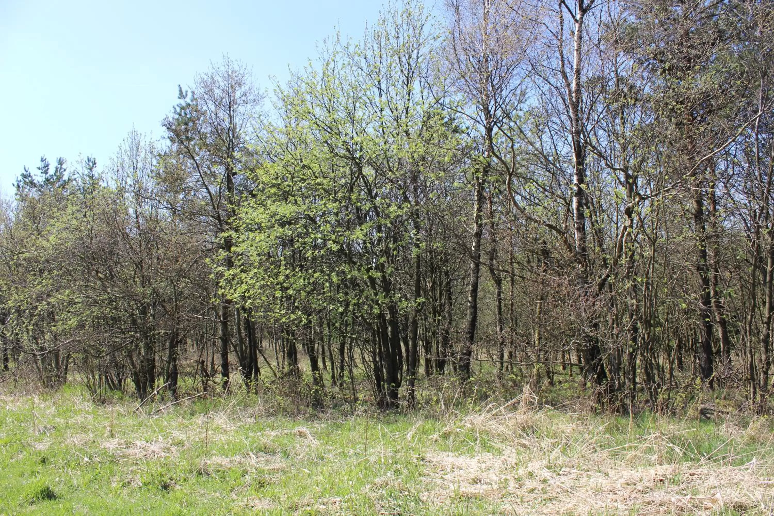 Natural landscape in Waldgasthof Bad Einsiedel