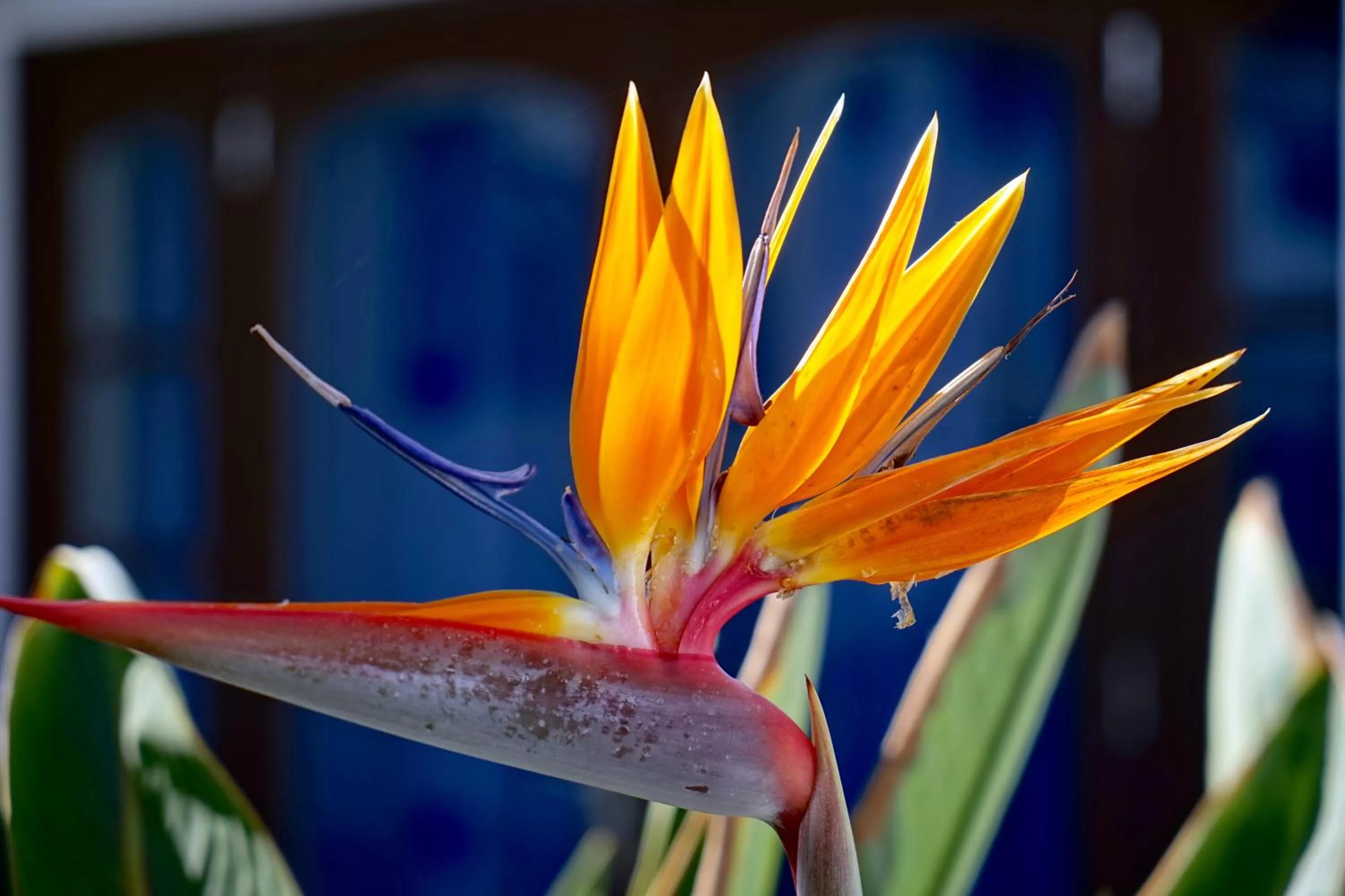 Garden in Plaza Azul