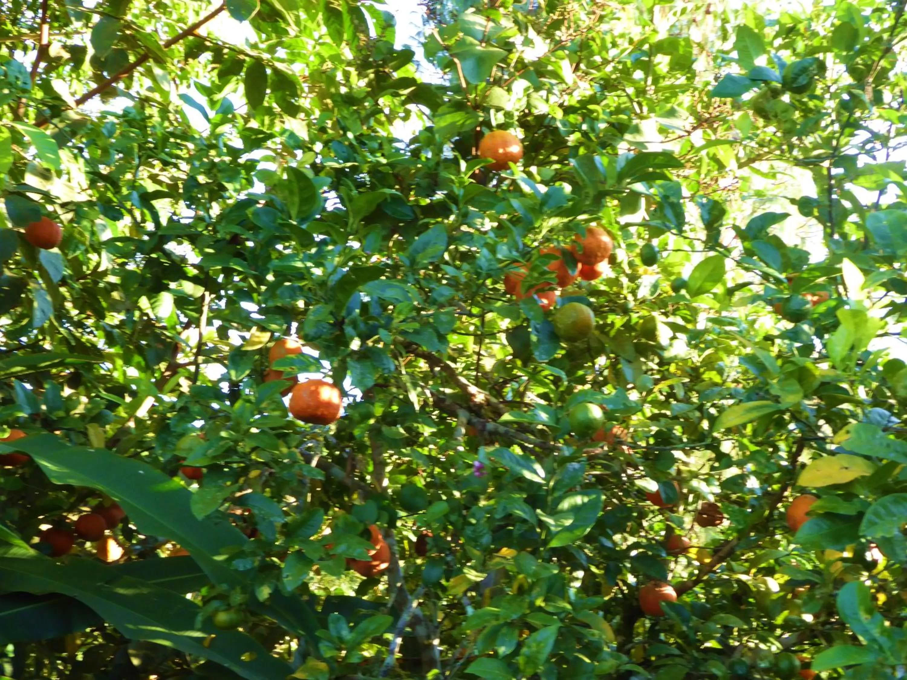 Garden in Finca El Cielo