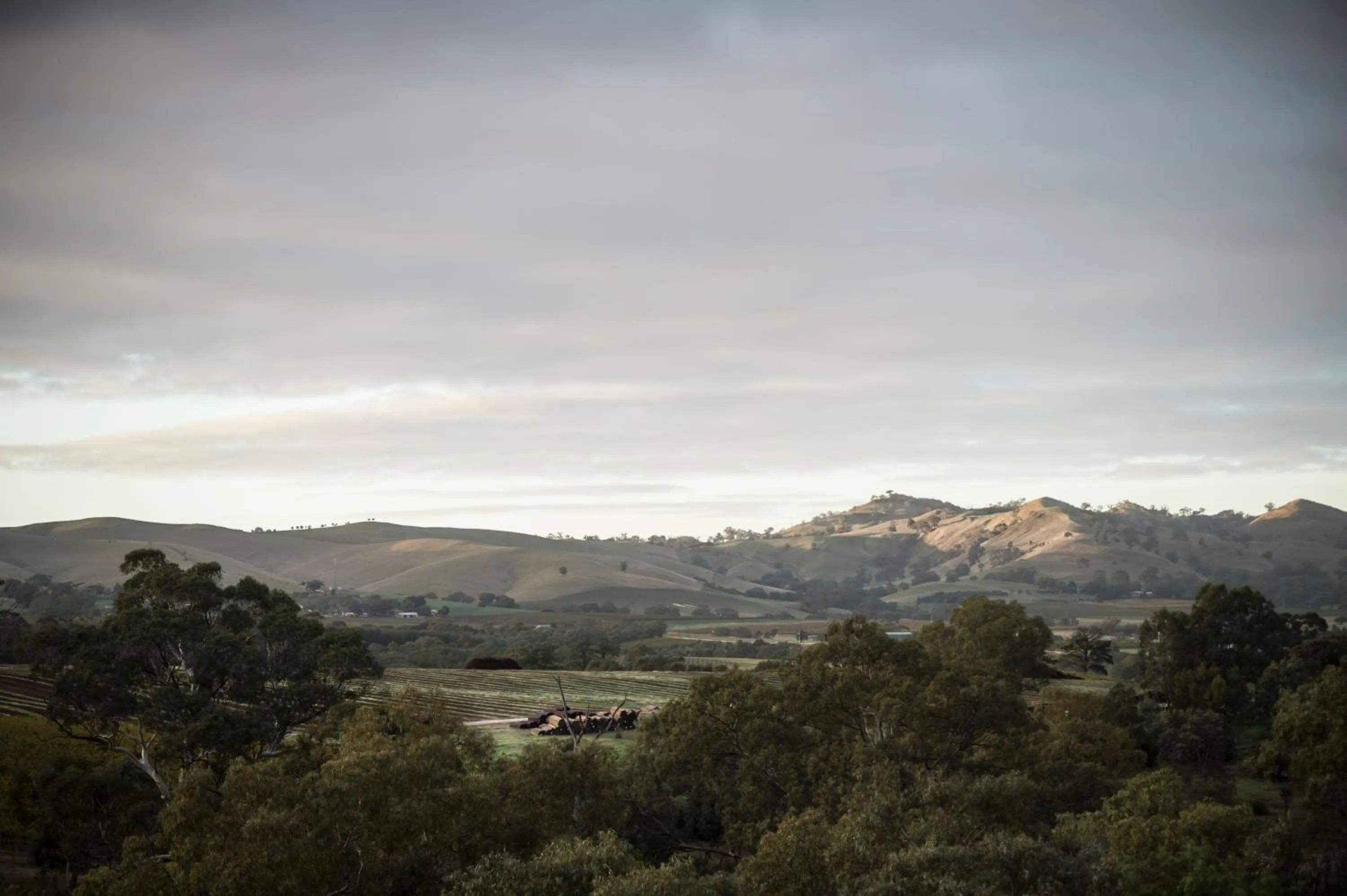View (from property/room) in Novotel Barossa Valley Resort