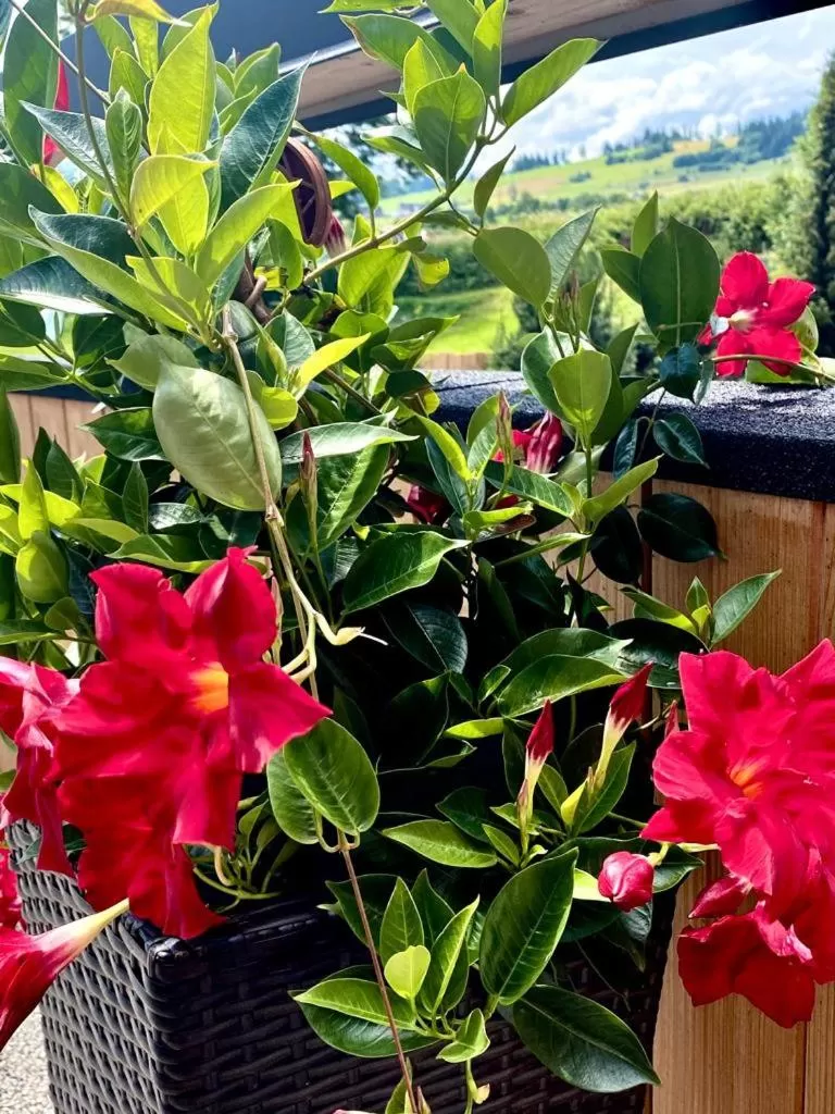 Zajazd Białczański Dom Wypoczynkowy Restauracja